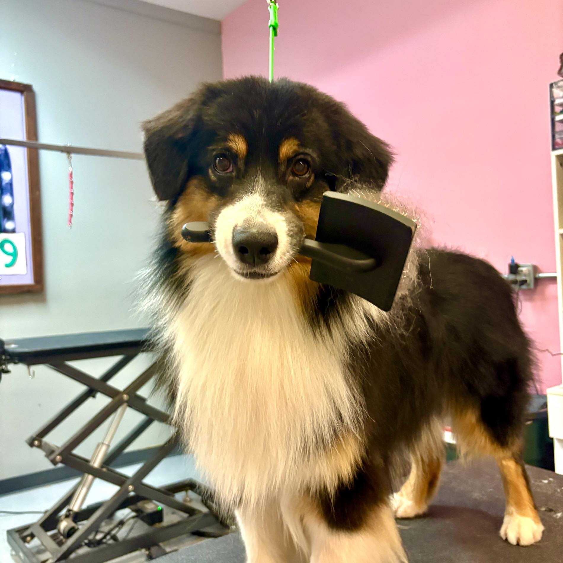 Studio K-9 Bloomington