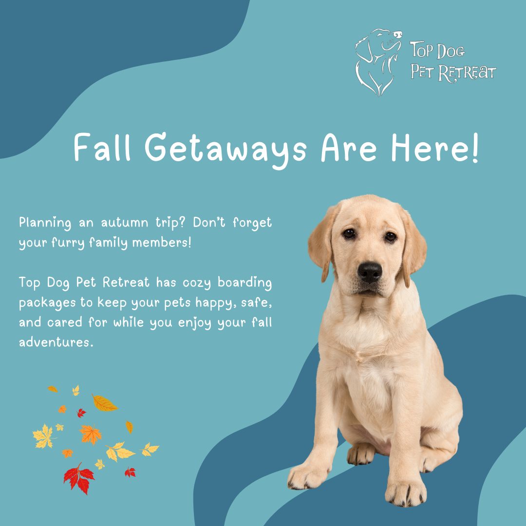 Top Dog Pet Retreat Ltd Bloomington