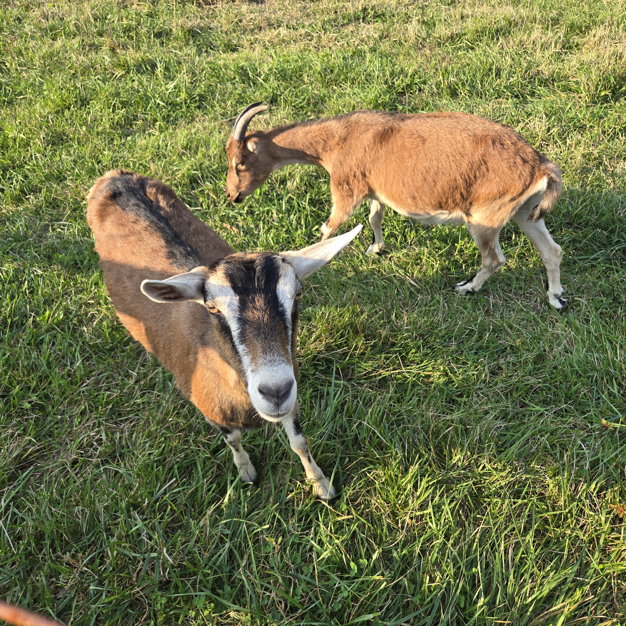 The Goat Conspiracy Bloomington