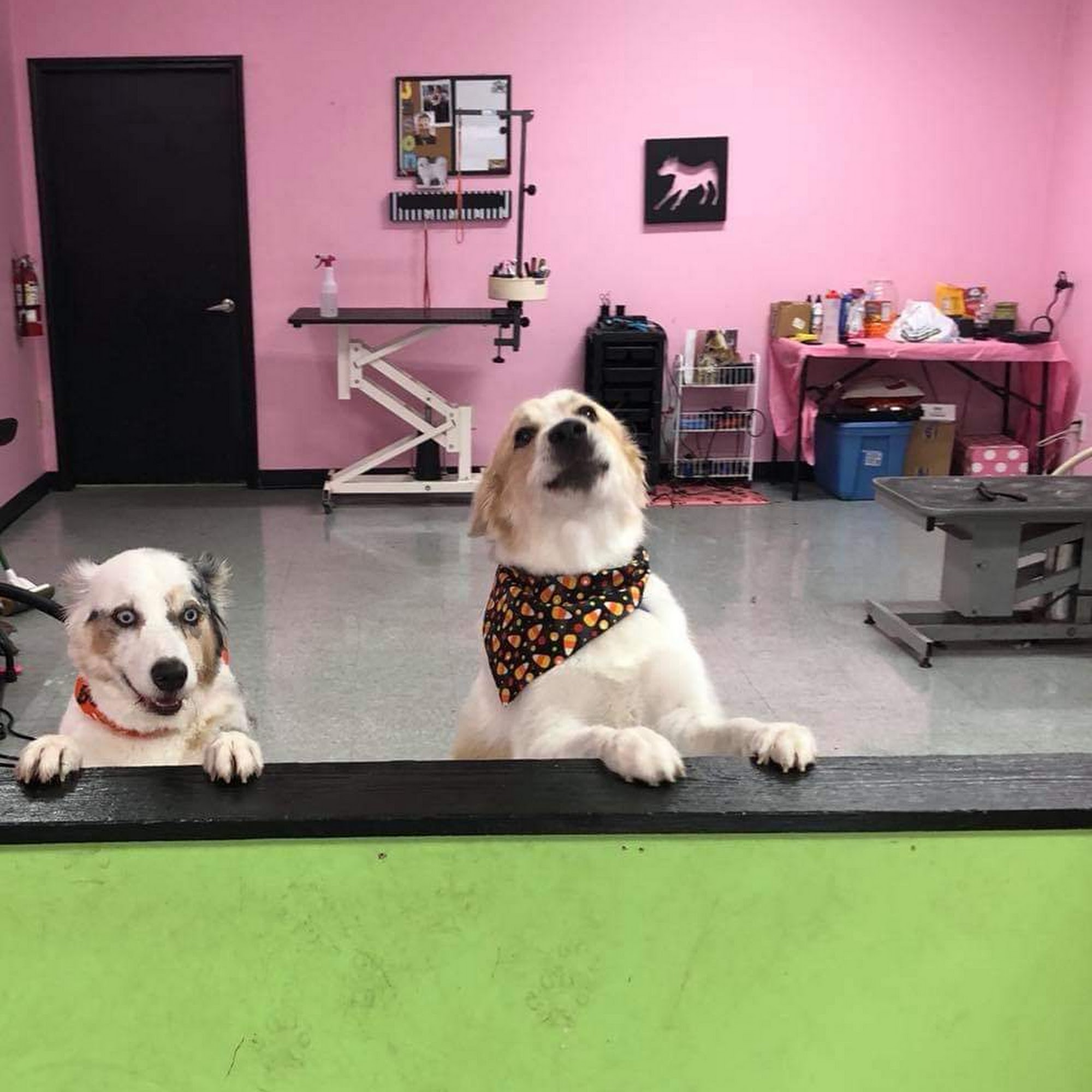 Angela's Grooming & Doggie Spa Bluffton
