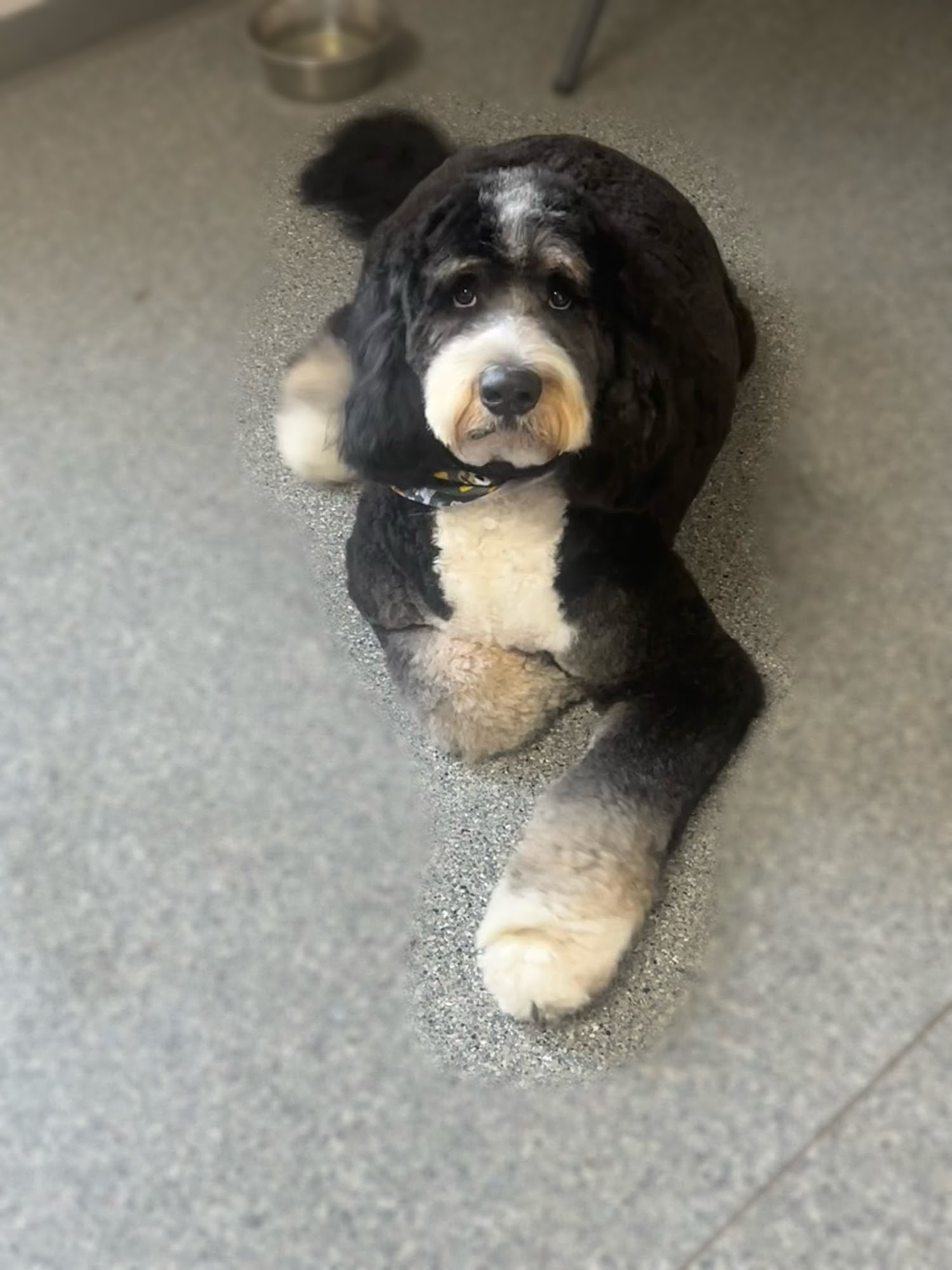 Angela's Grooming & Doggie Spa Bluffton