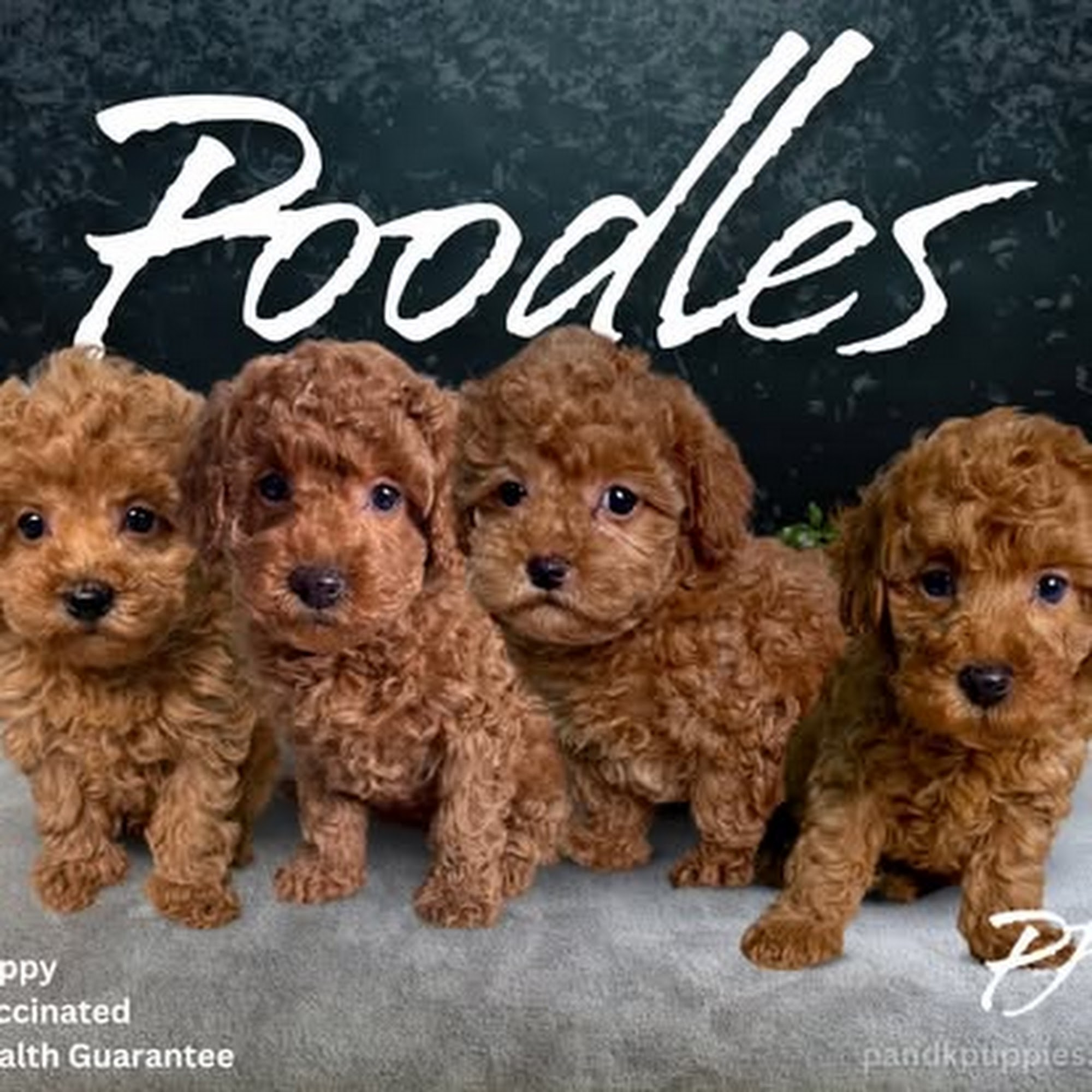 P and K Puppies Bluffton