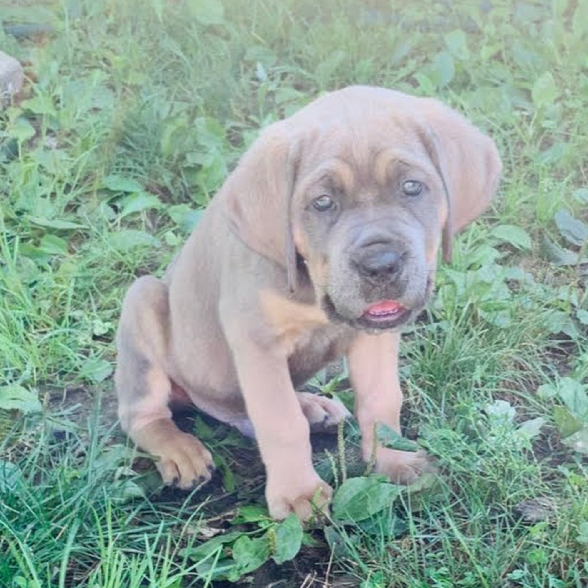 Dr. Jordan Baker, DVM Boonville