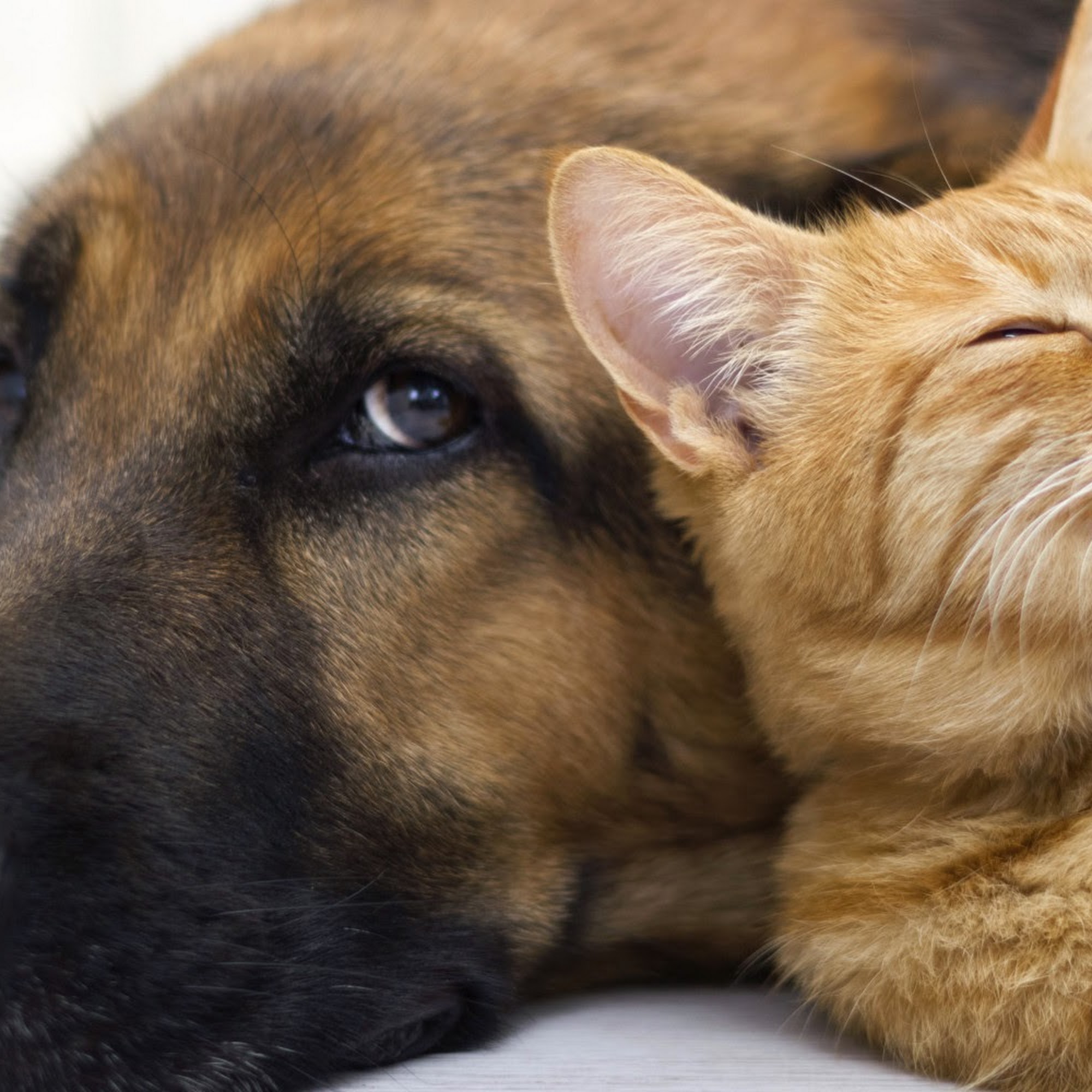 Pet Clinic of Brownsburg Brownsburg