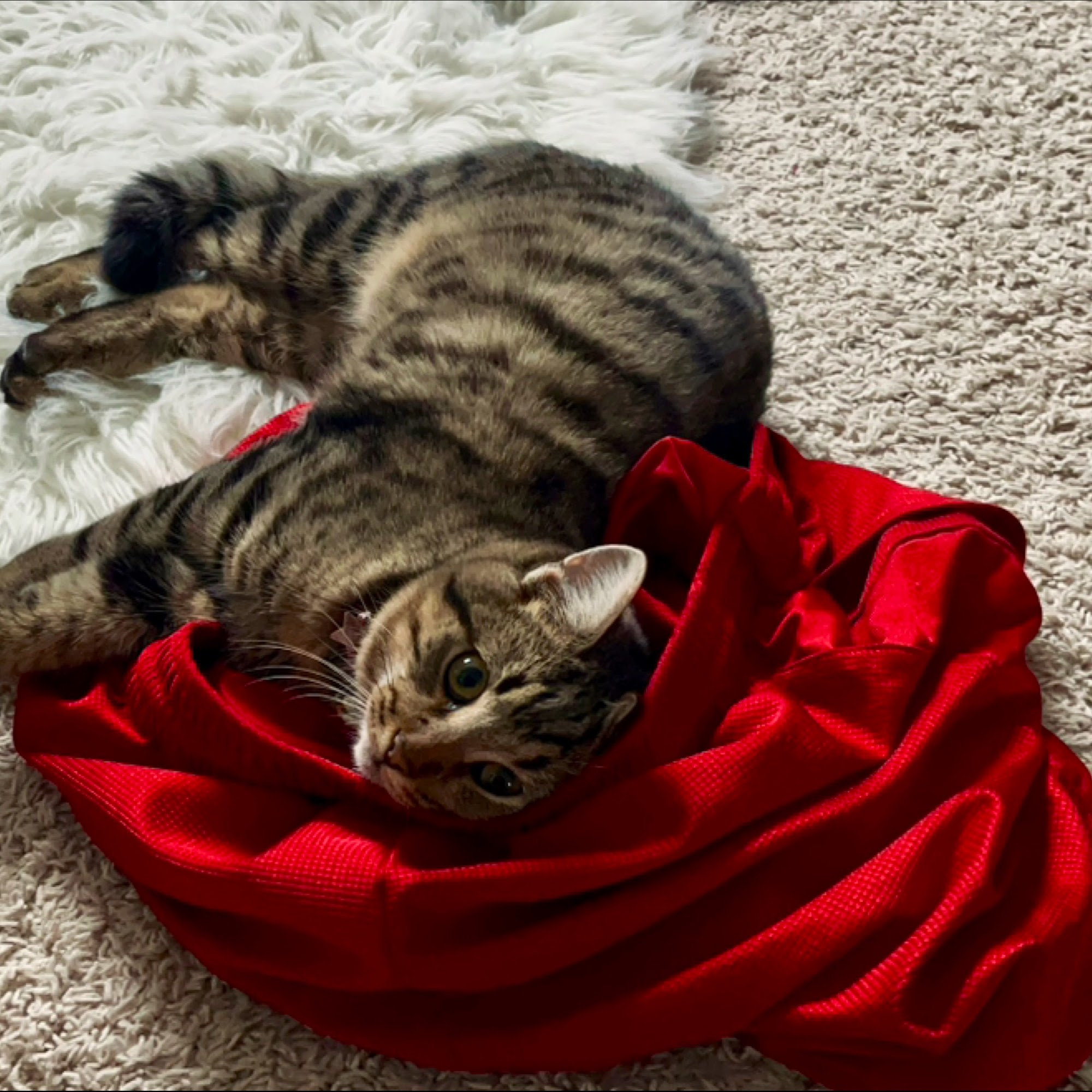 Low Cost Spay Neuter Clinic Brownsburg