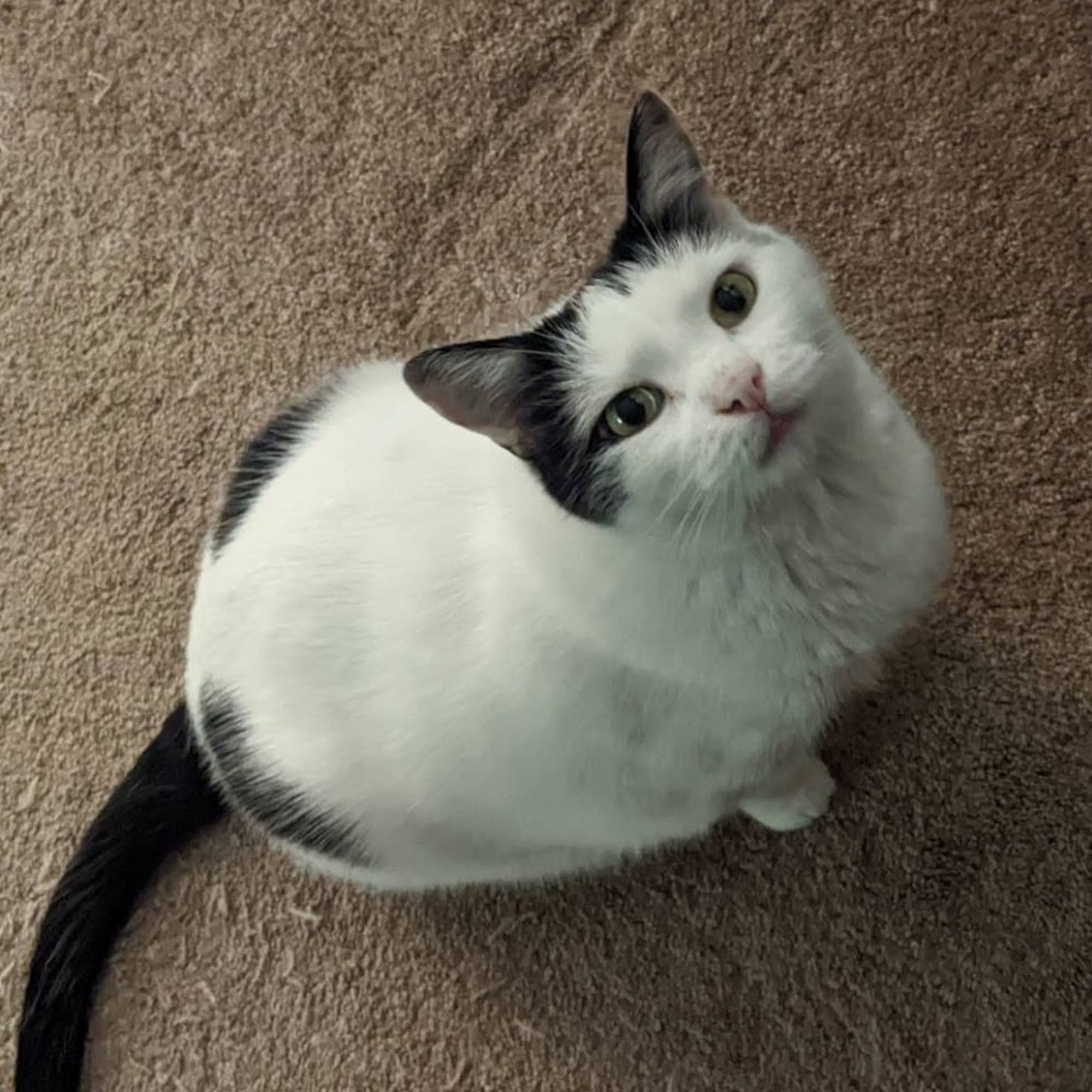 Westwood Hospital For Animals Brownsburg