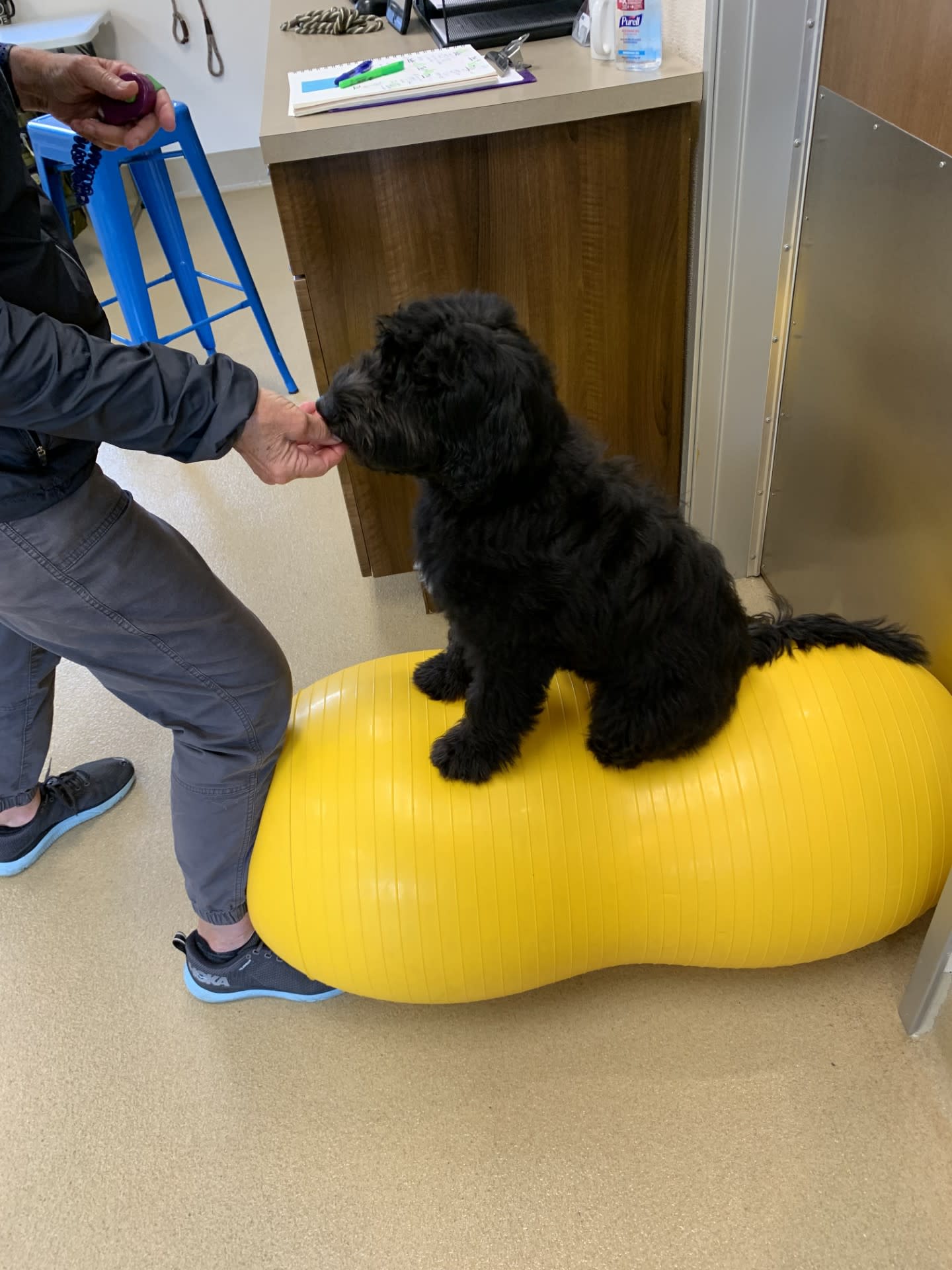 VCA Village Park Animal Hospital and Range Pet Lodge Carmel