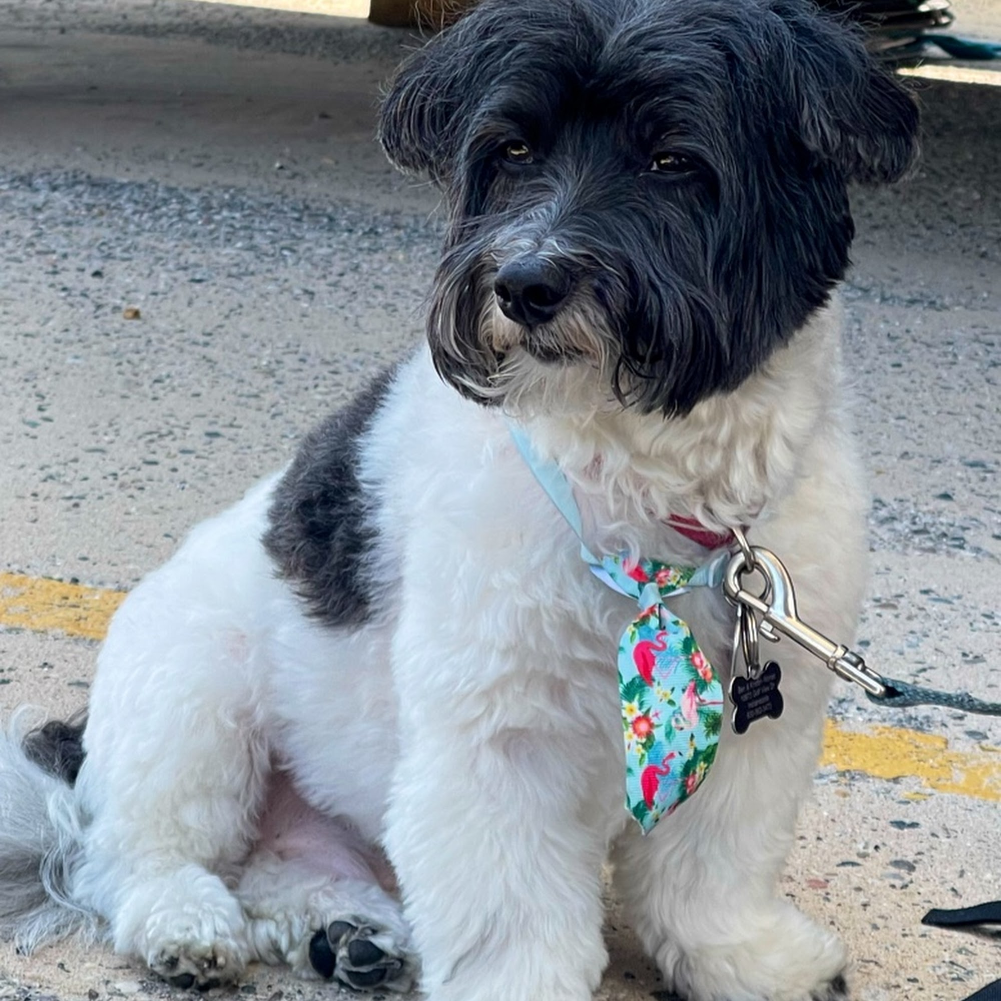 Carter Veterinary Medical Center Carmel