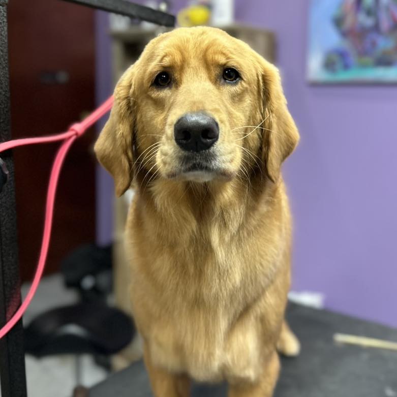 Golden Girl Grooming LLC Carmel