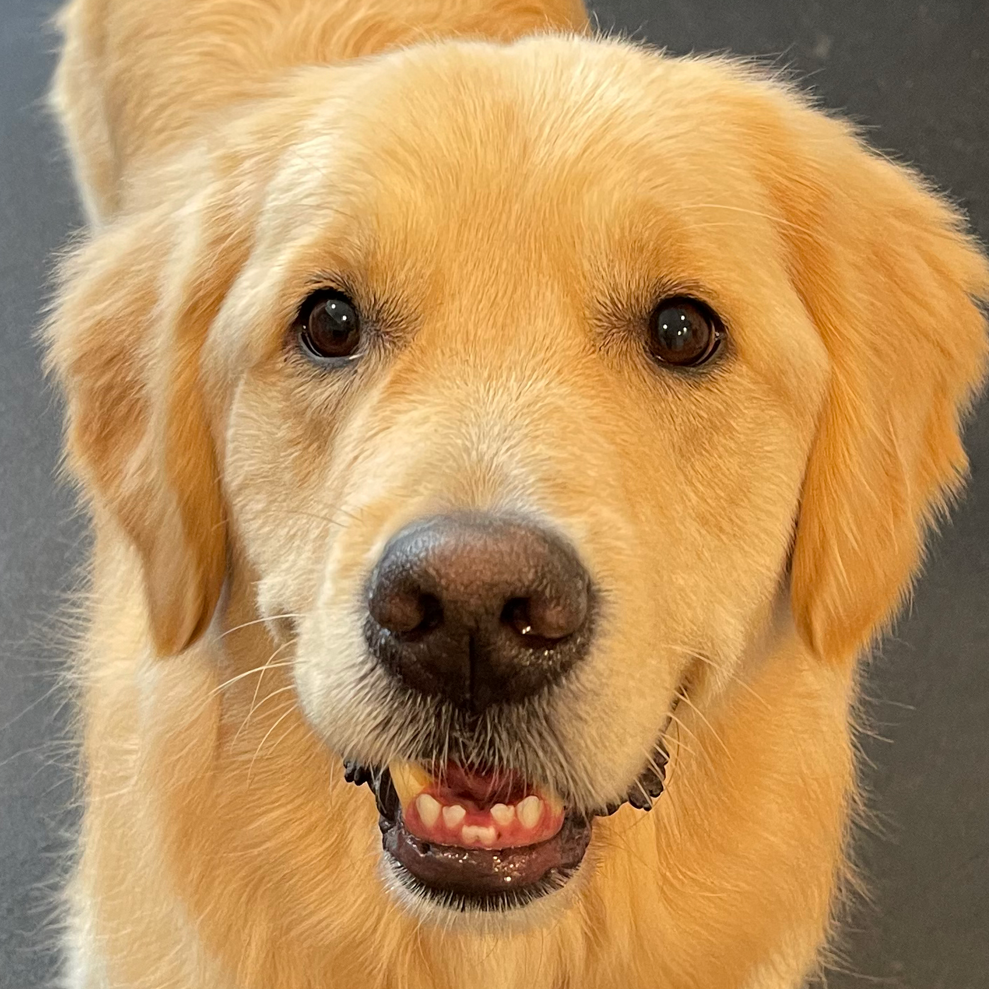 Golden Girl Grooming LLC Carmel