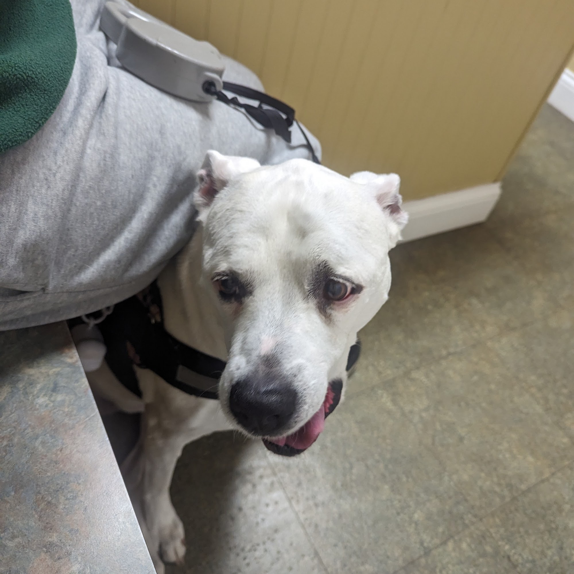 Charlestown Veterinary Clinic Charlestown