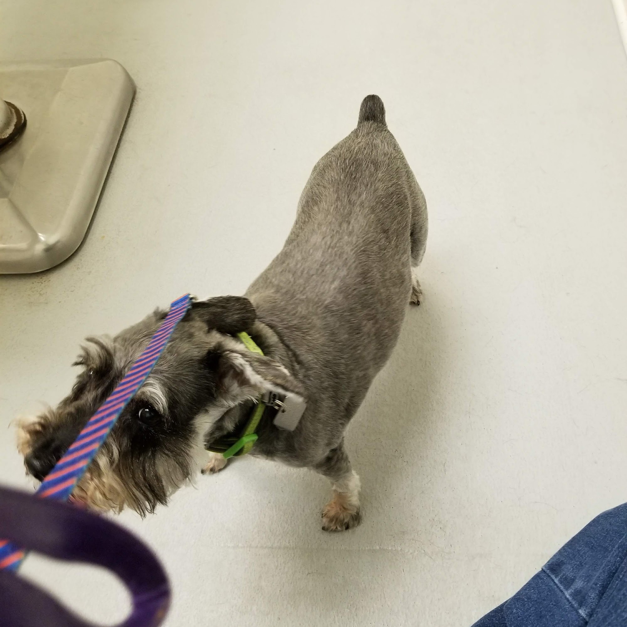 Chesterfield Animal Hospital Chesterfield