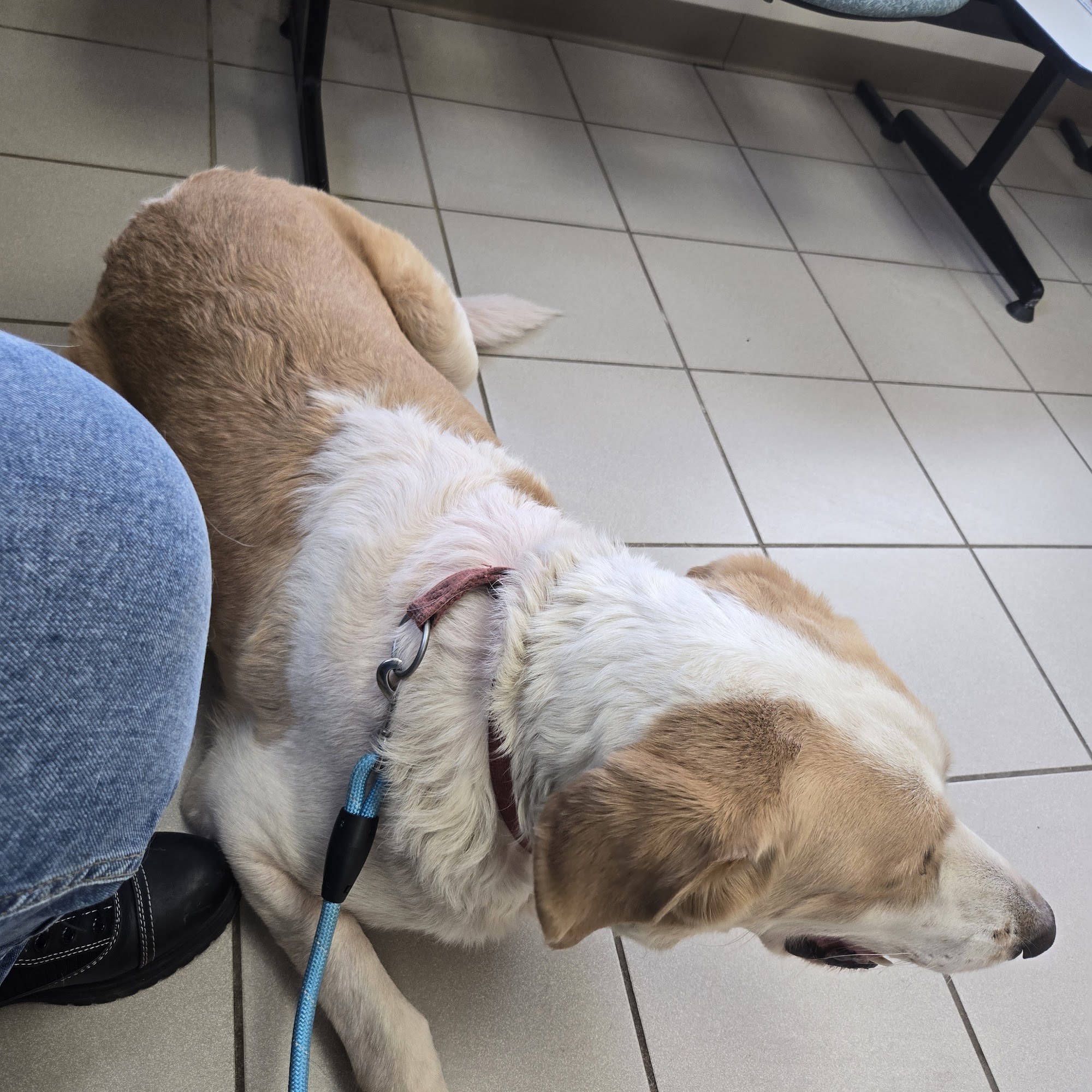 Westchester Animal Clinic Chesterton