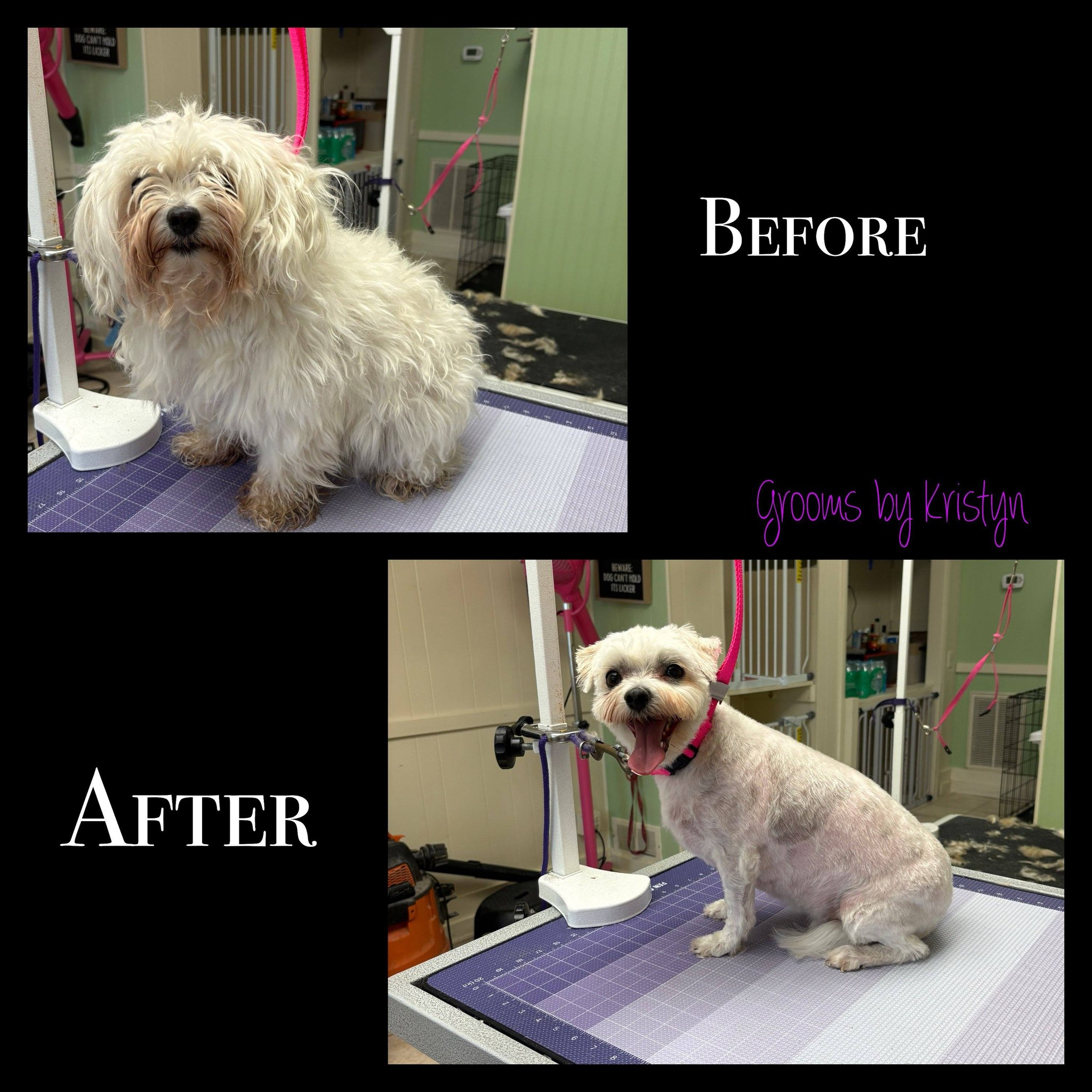 Irish Touch Pet Grooming Chesterton