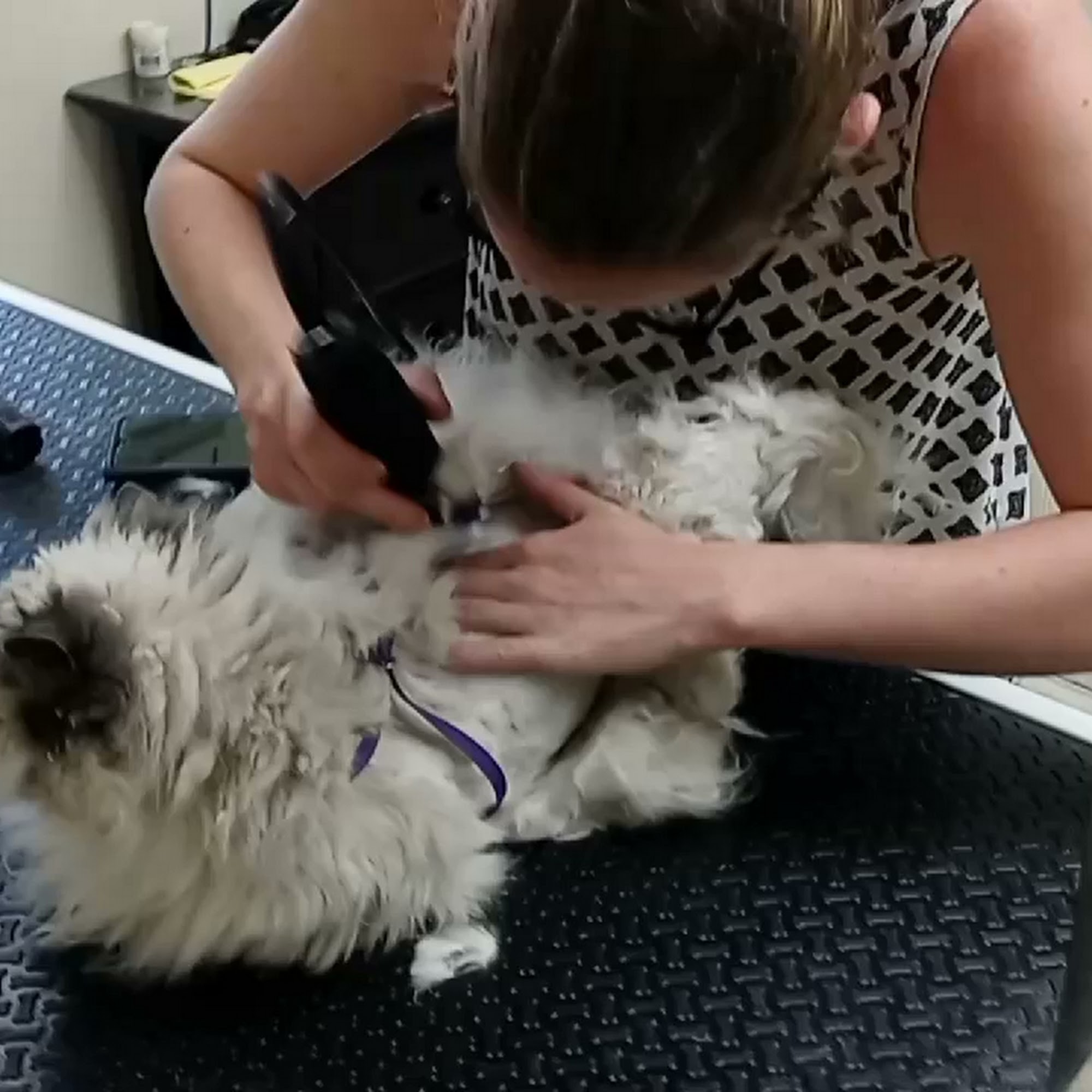 Irish Touch Pet Grooming Chesterton