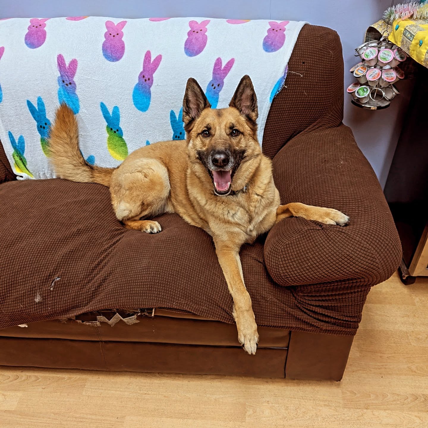 The Pet Social Churubusco