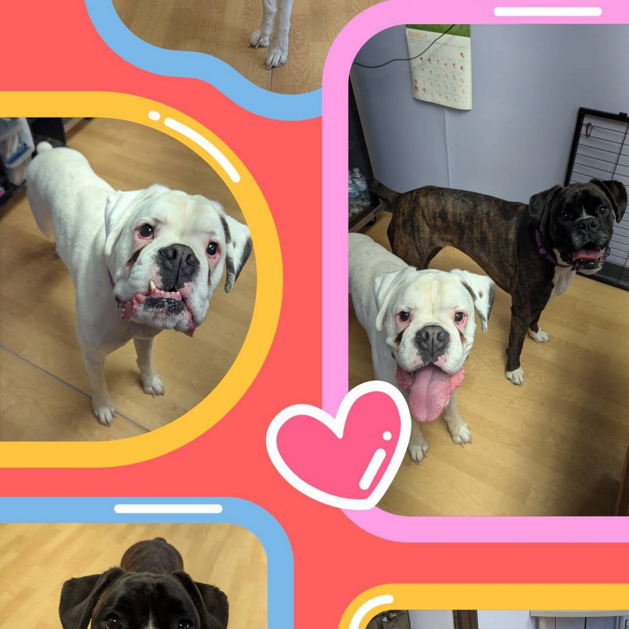 The Pet Social Churubusco