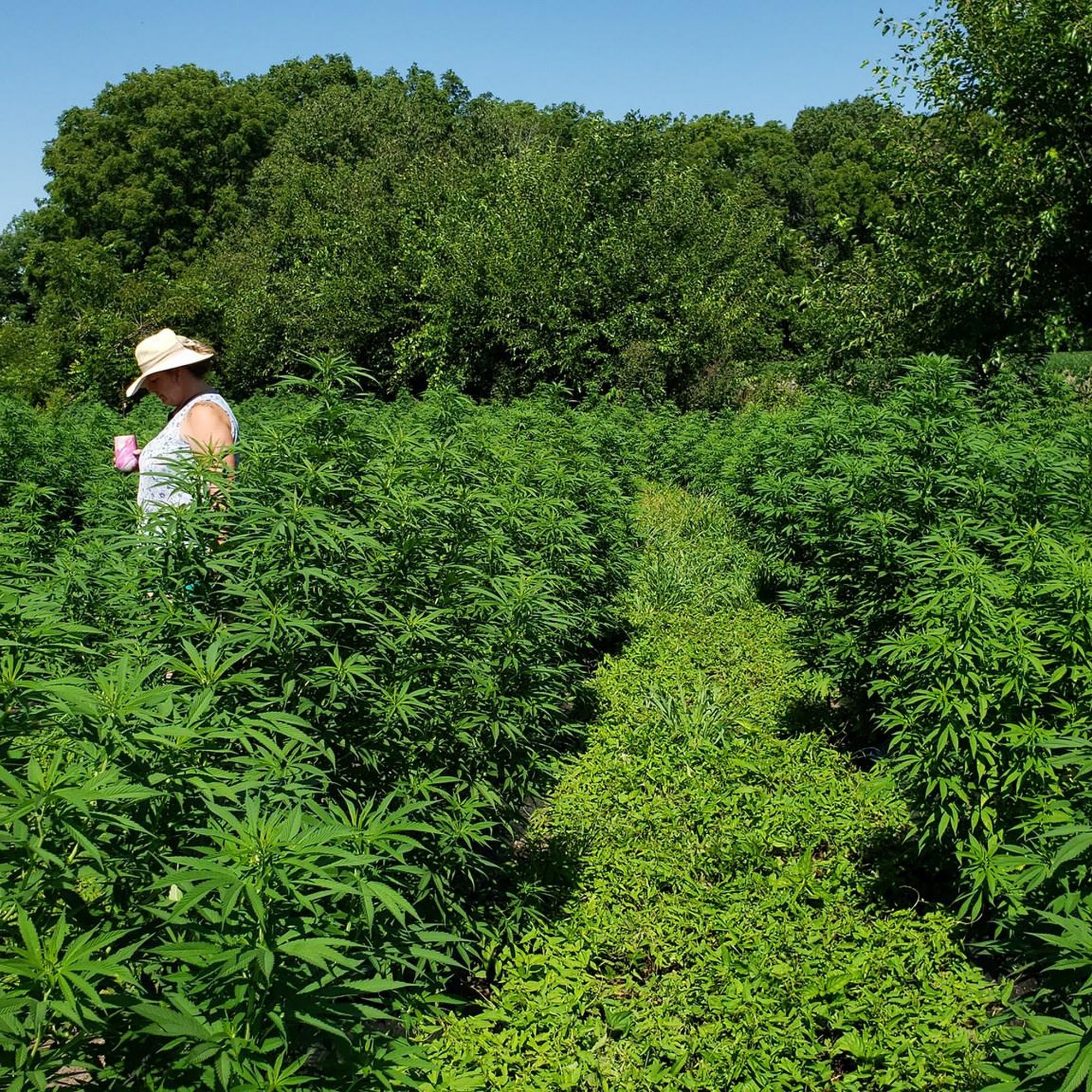 Halsema Hemp Farms Clarks Hill