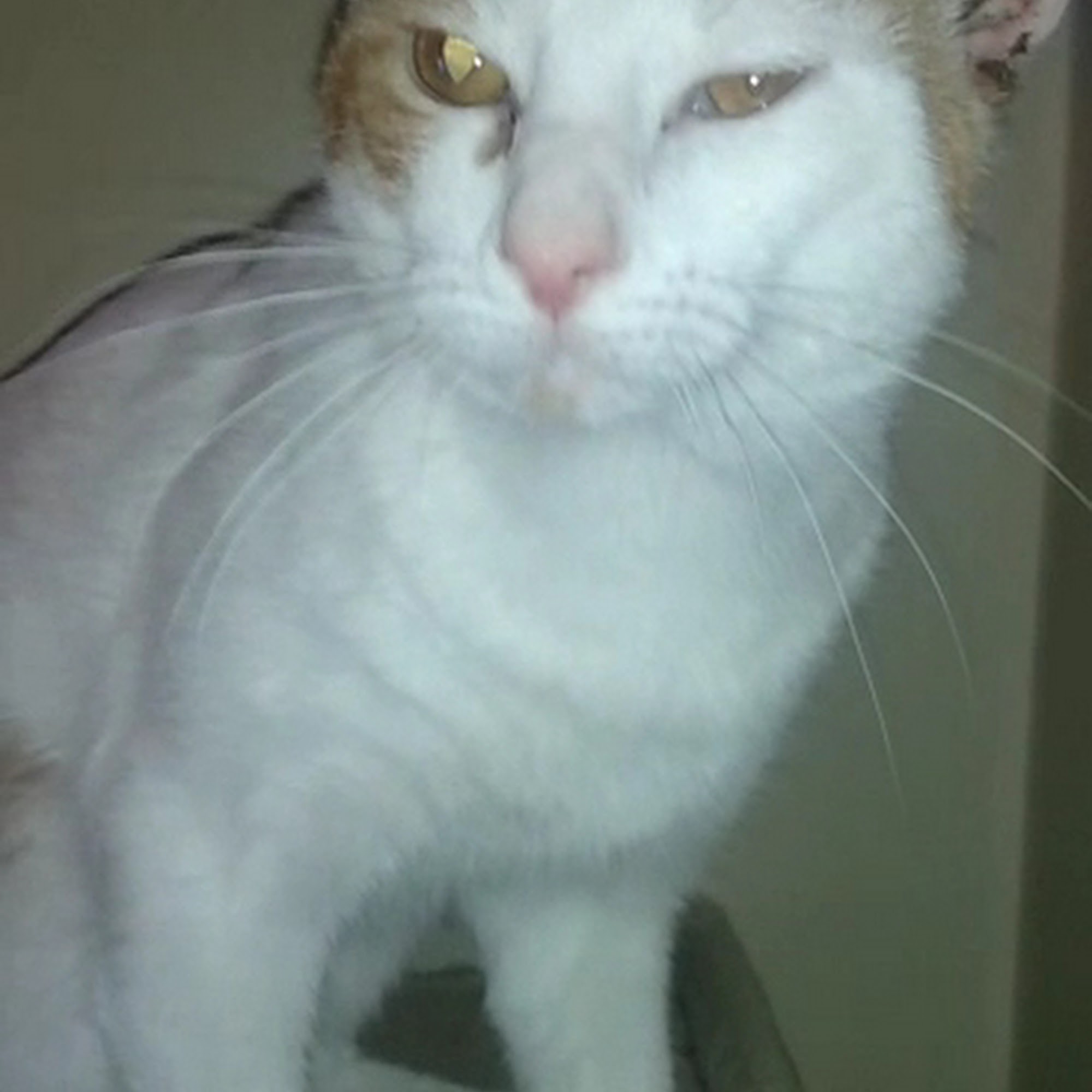 Clarksville Animal Hospital Clarksville