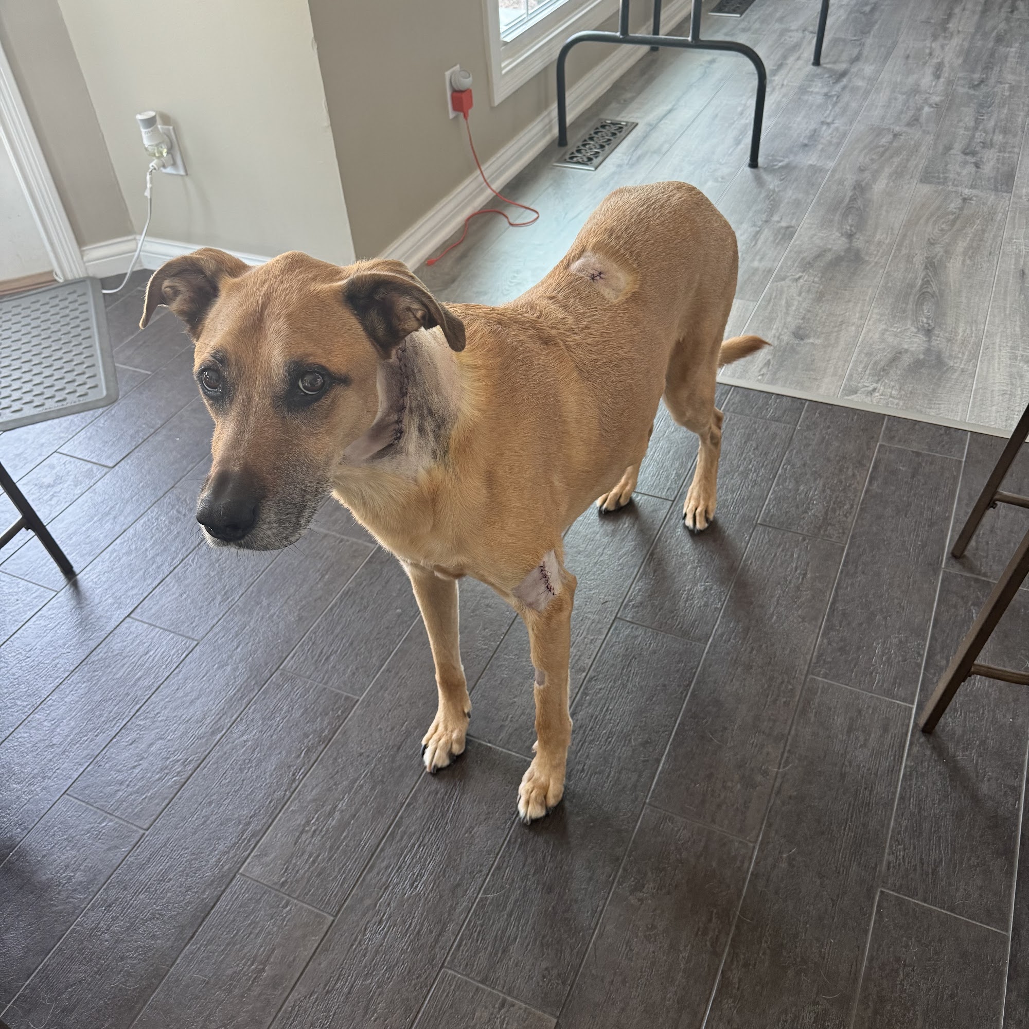 Northside Hope Veterinary Clinic Columbus