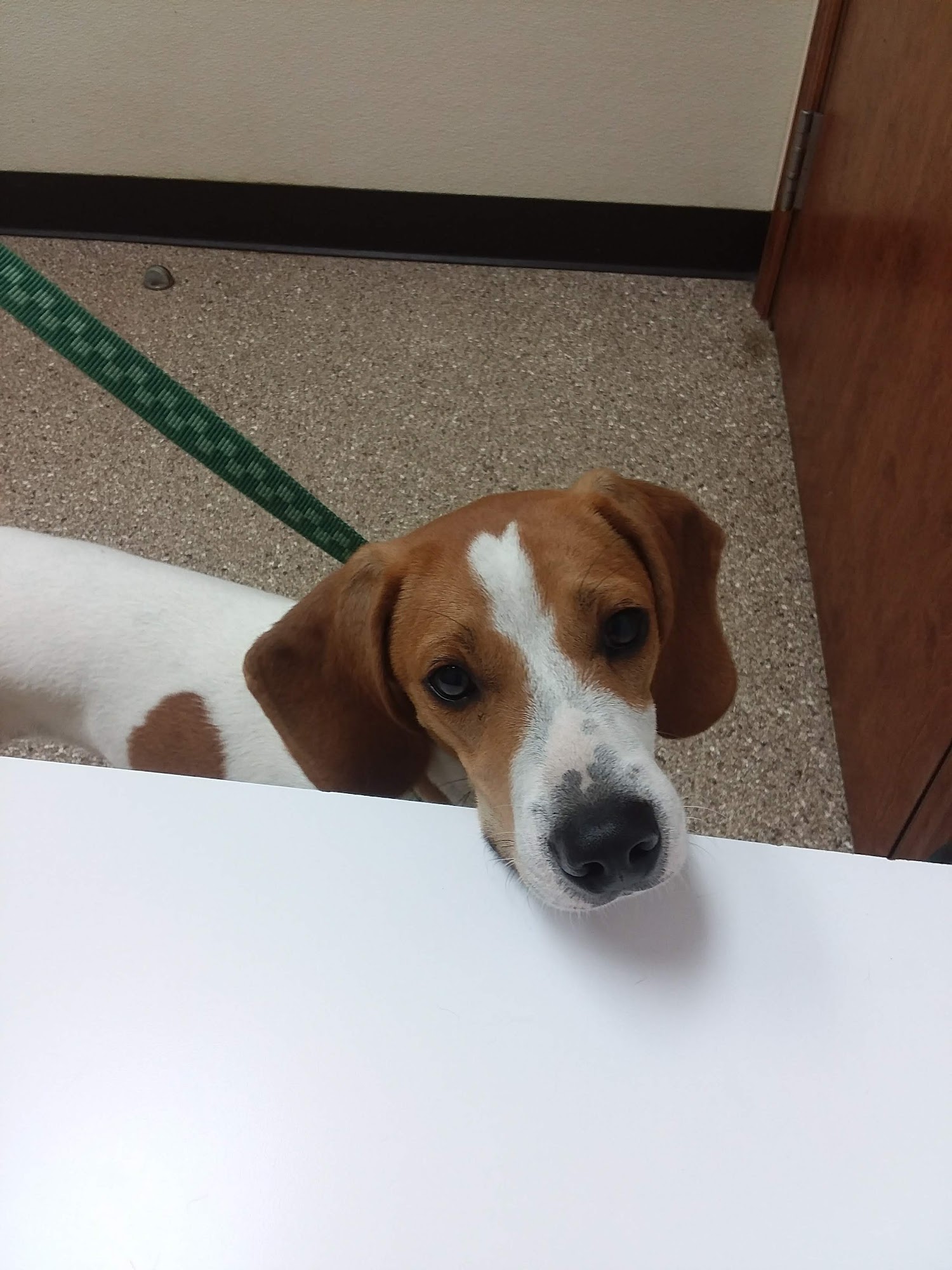 Connersville Veterinary Clinic Connersville