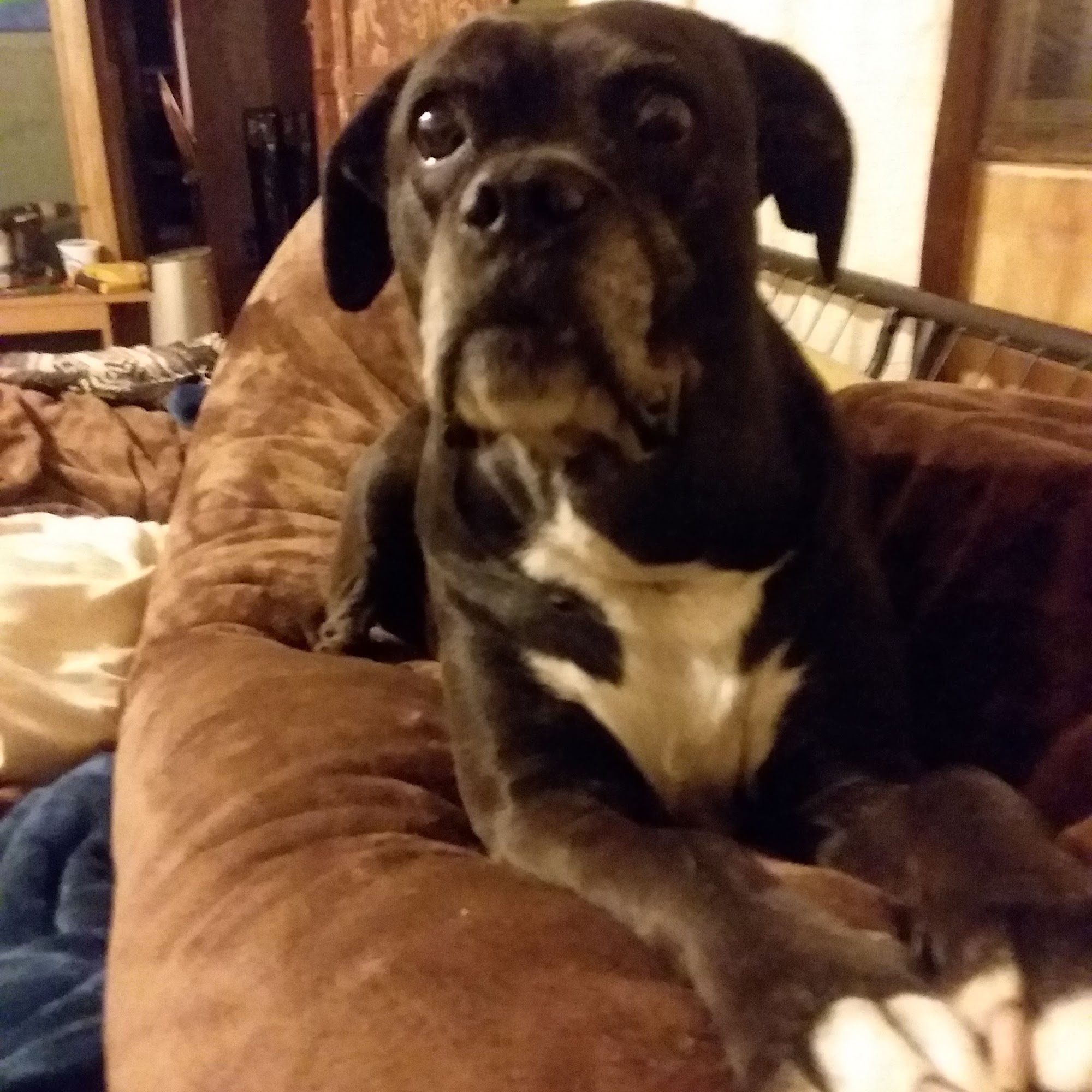 Connersville Veterinary Clinic Connersville