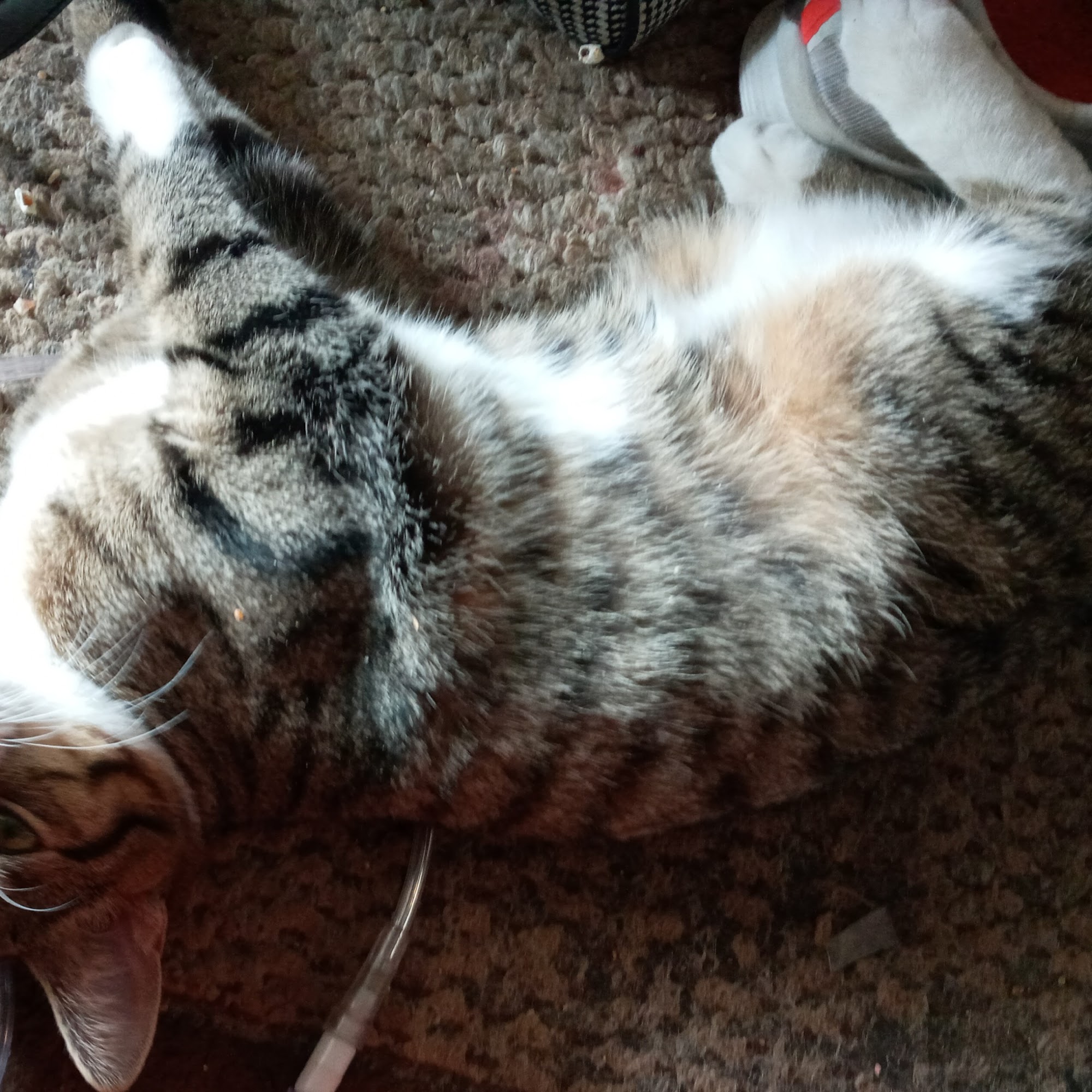 Corydon Animal Hospital Corydon