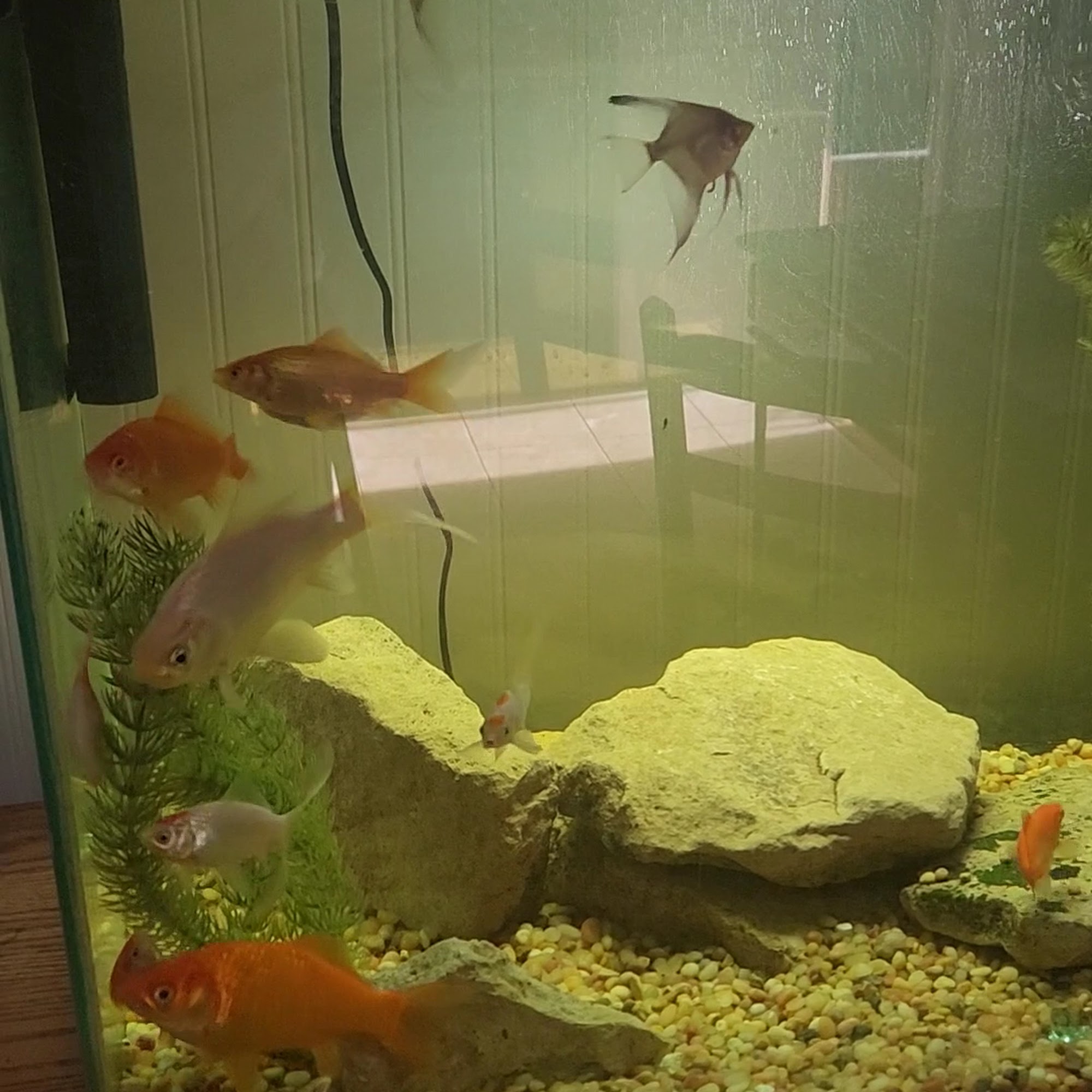 Pet Supplies Plus Crawfordsville Crawfordsville