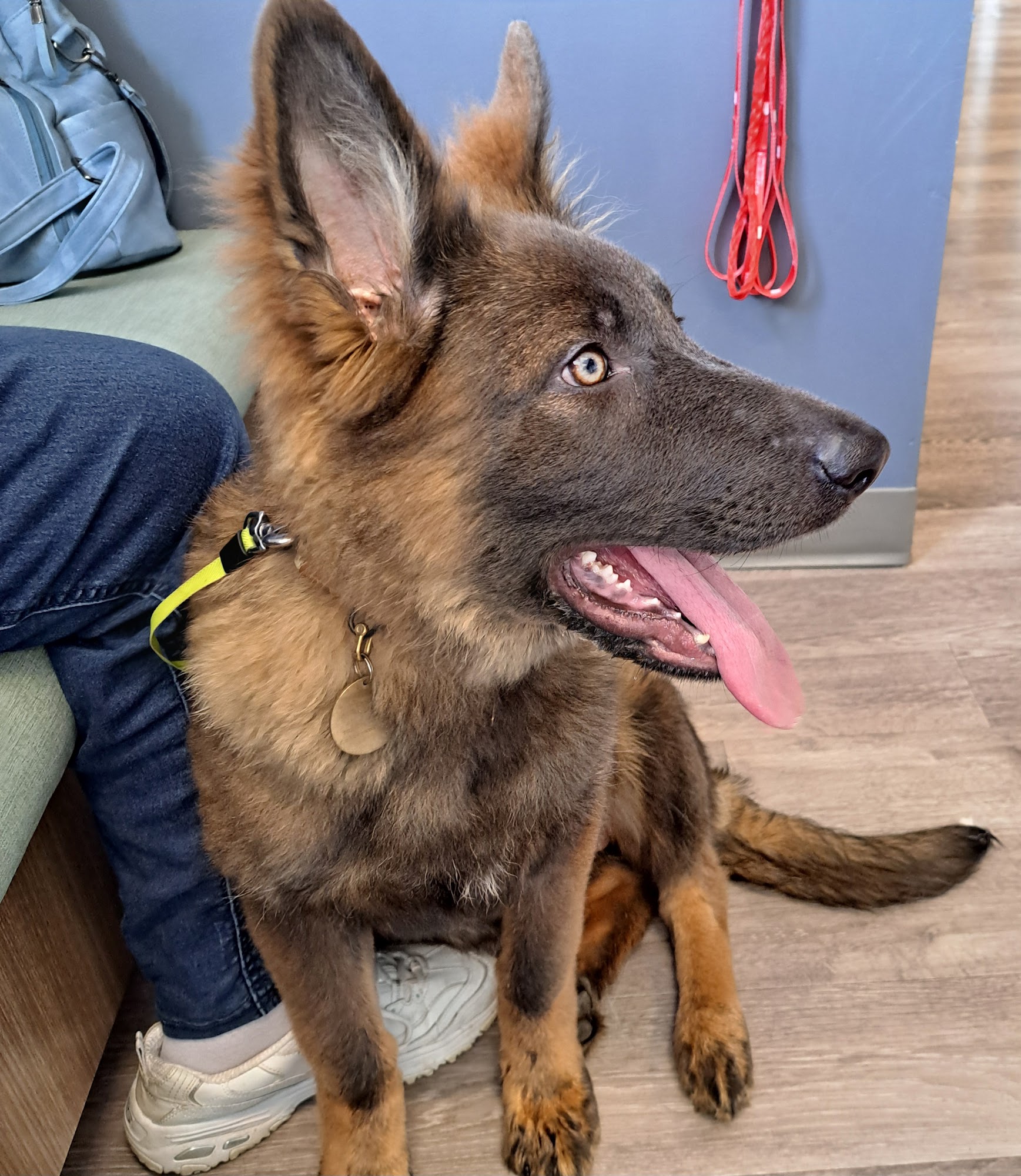 Crawfordsville Family Vet Crawfordsville