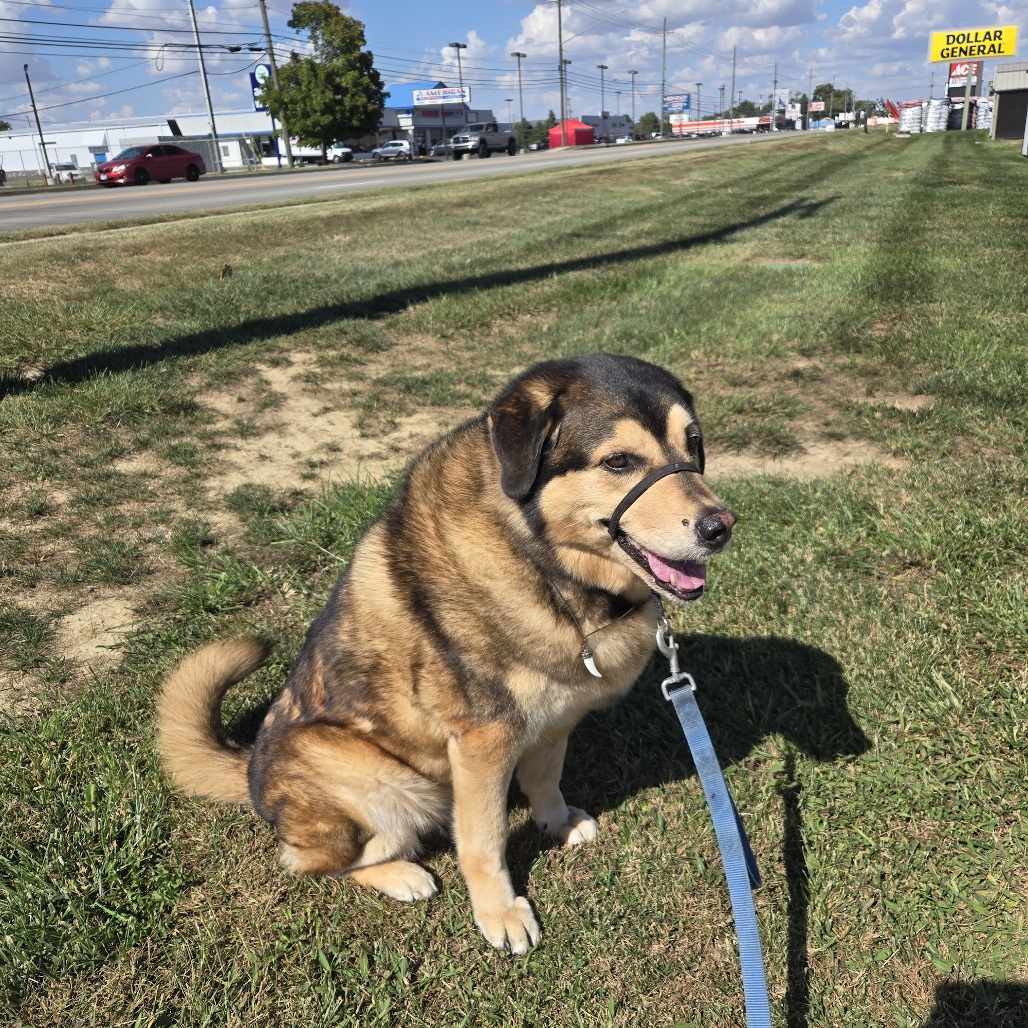 Crawfordsville Veterinary Clinic: Martin Tom DVM Crawfordsville