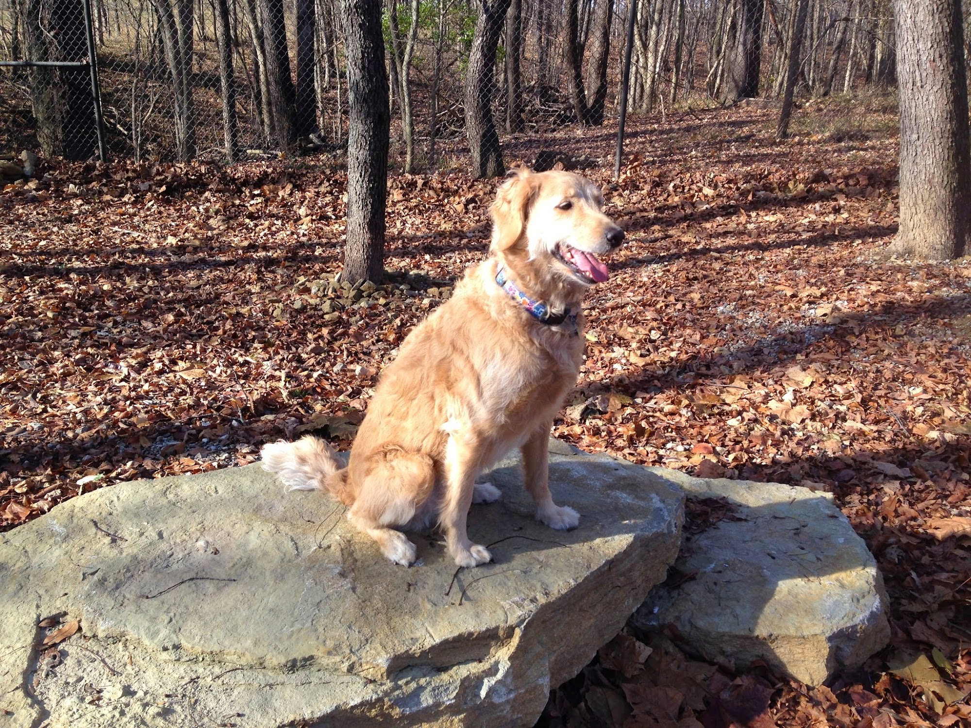 Rin Tin Inn & Luxury Suites, LLC Crawfordsville