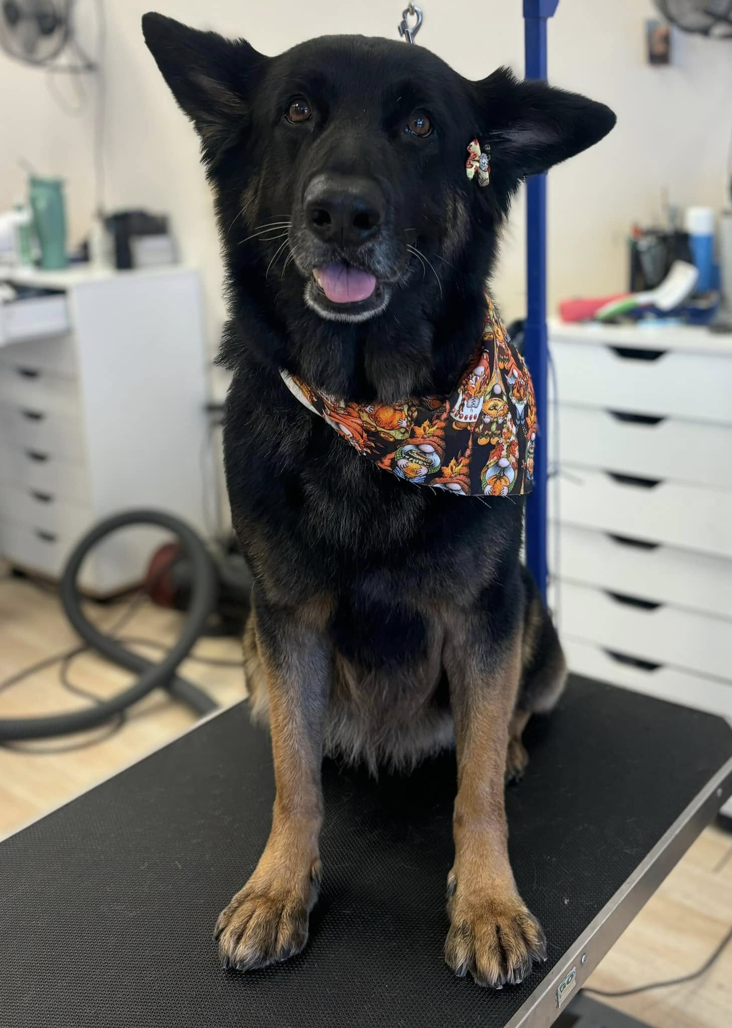 Puppy Cuts Dog Grooming Salon Crawfordsville