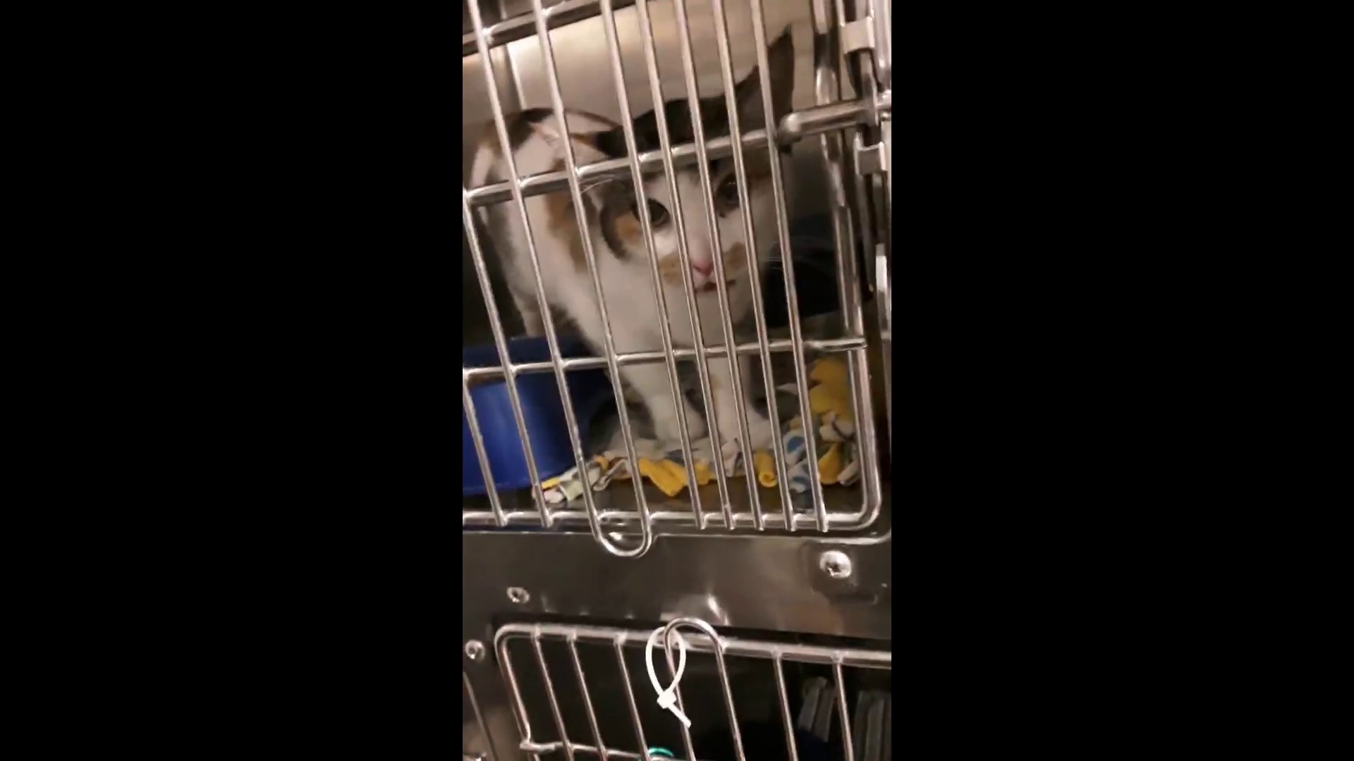 Animal Welfare League Crawfordsville