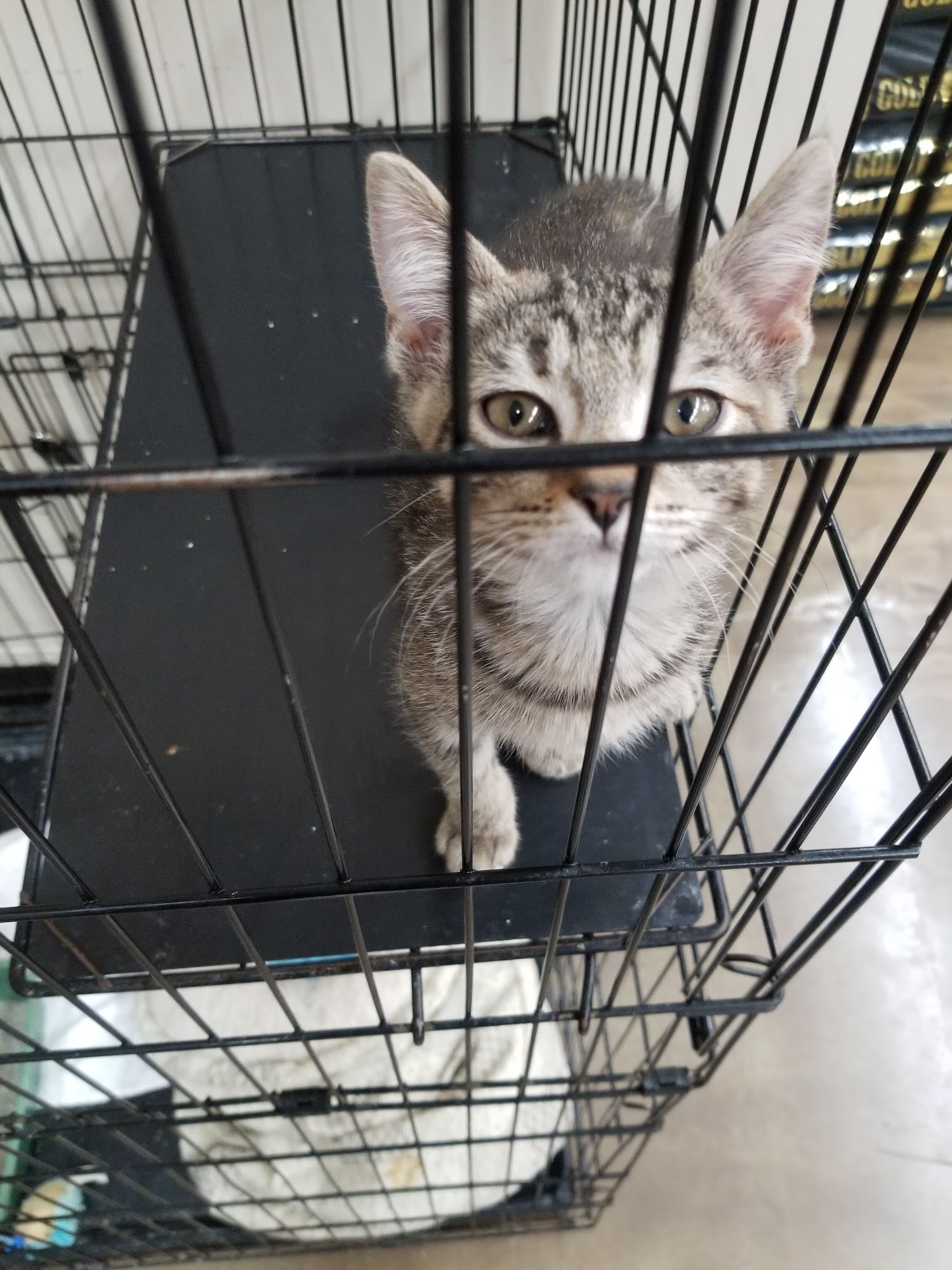 Pet Supplies Plus Crown Point Crown Point