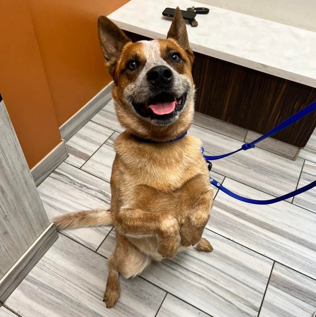 Coyne Veterinary Center - Crown Point, IN Crown Point