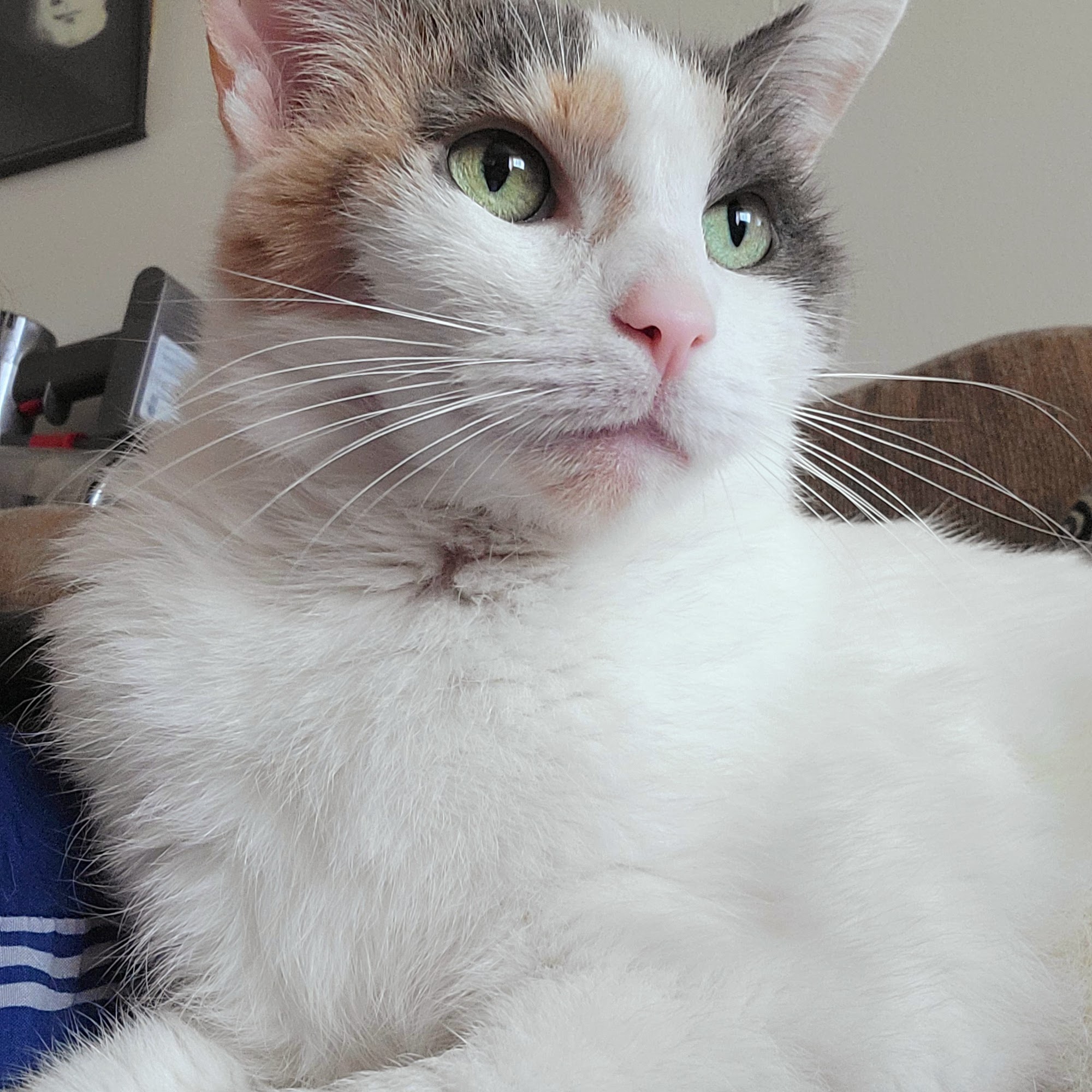 Crown Point Animal Hospital Crown Point