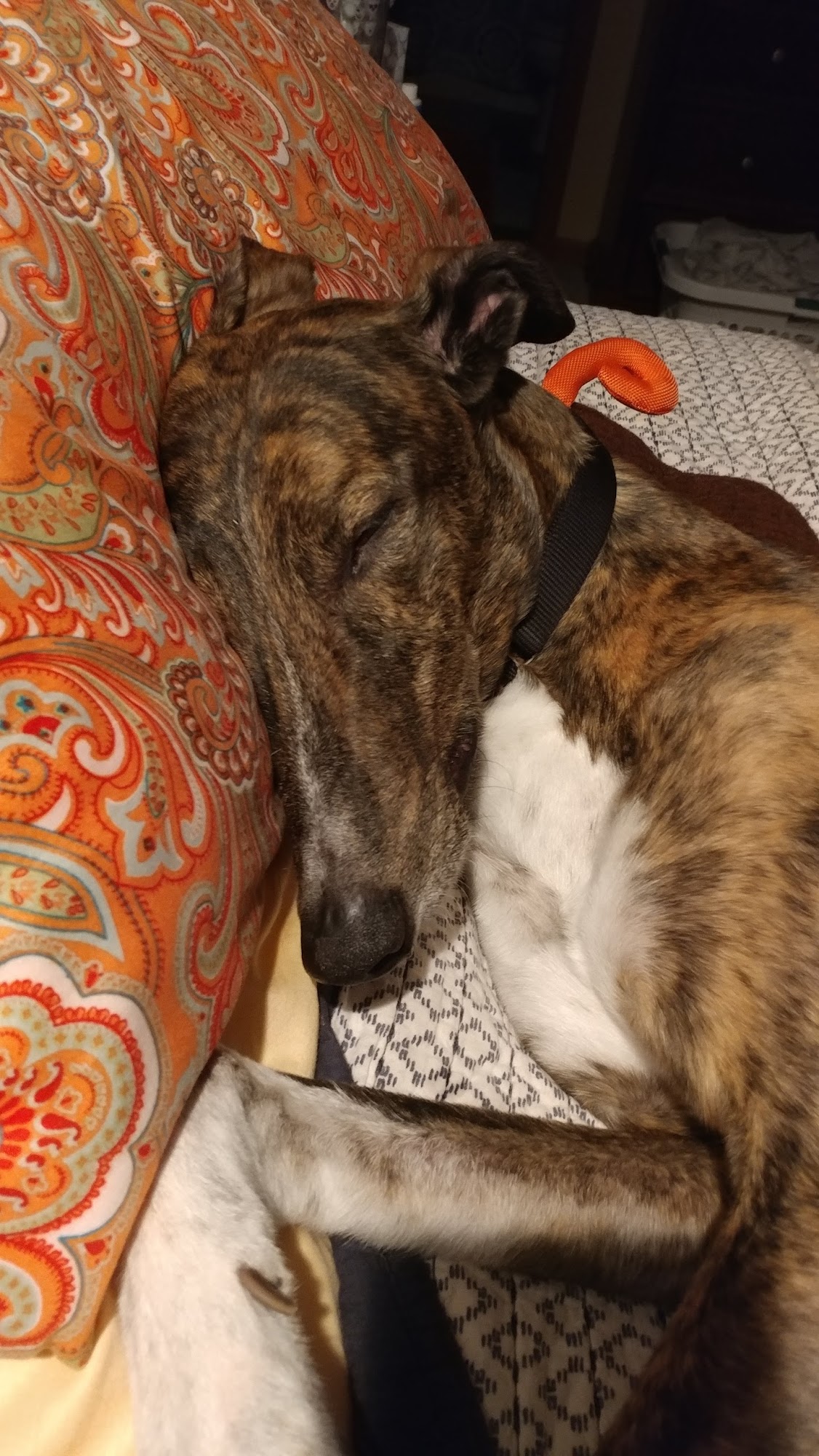 Your Hometown Animal Hospital Crown Point