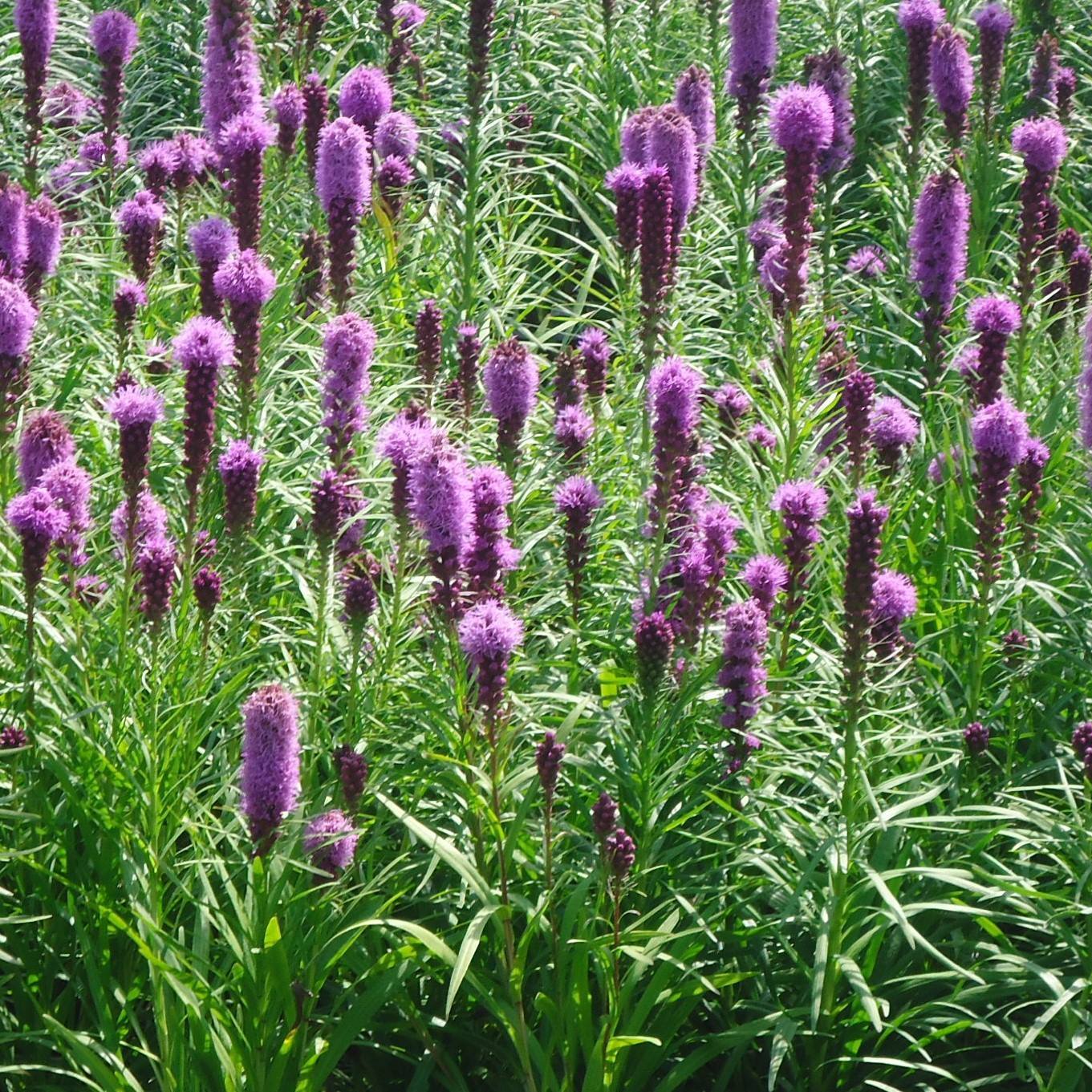 Timber Ridge Landscape Inc