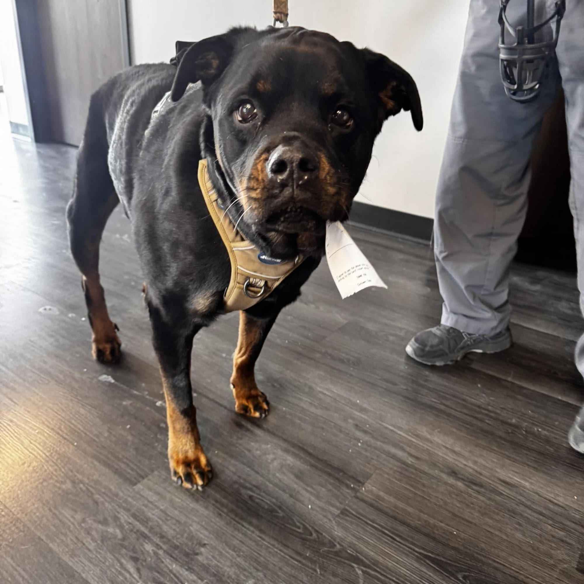 Healthy Paws Animal Hospital Danville