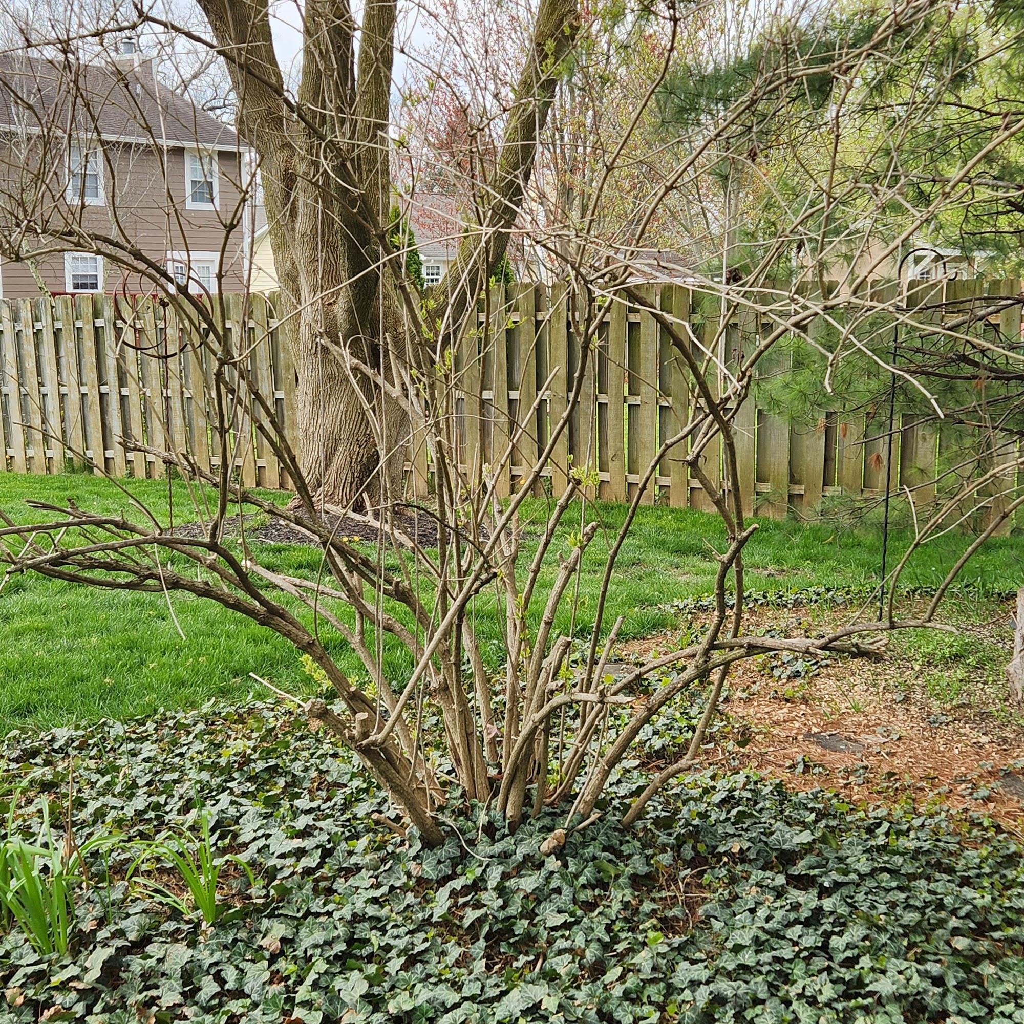 Bowman Boys Stump Removal