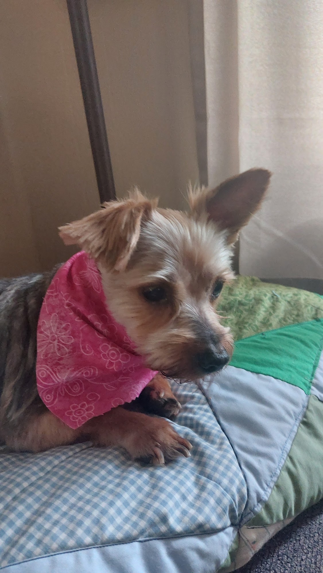 Demotte Dog Grooming De Motte