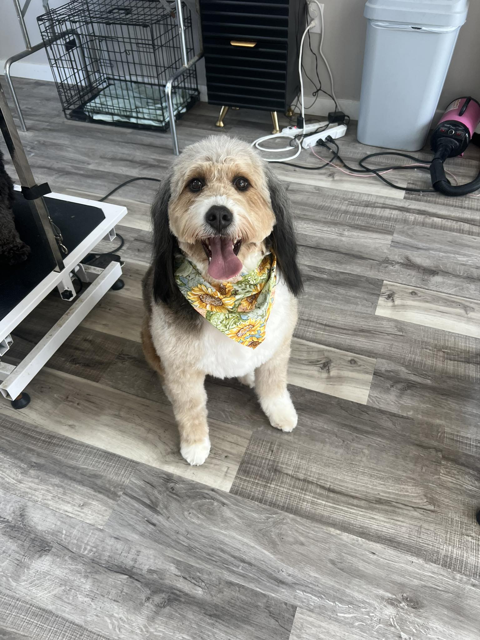 Angela's Grooming & Doggie Spa Decatur