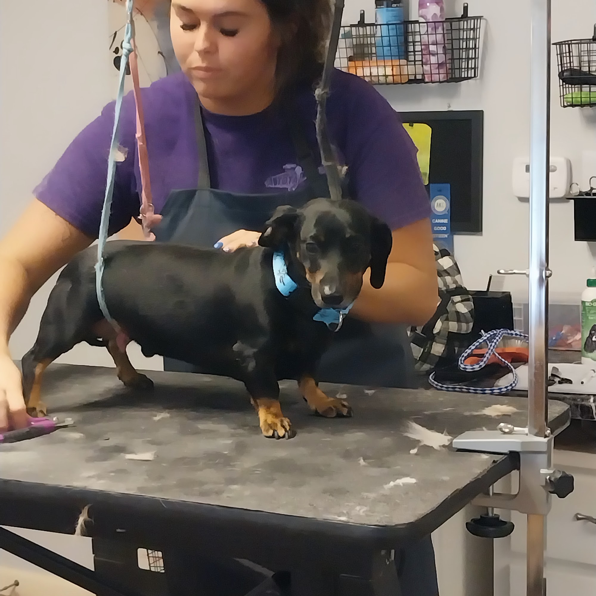 Edinburgh Grooming and Doggie daycare Edinburgh