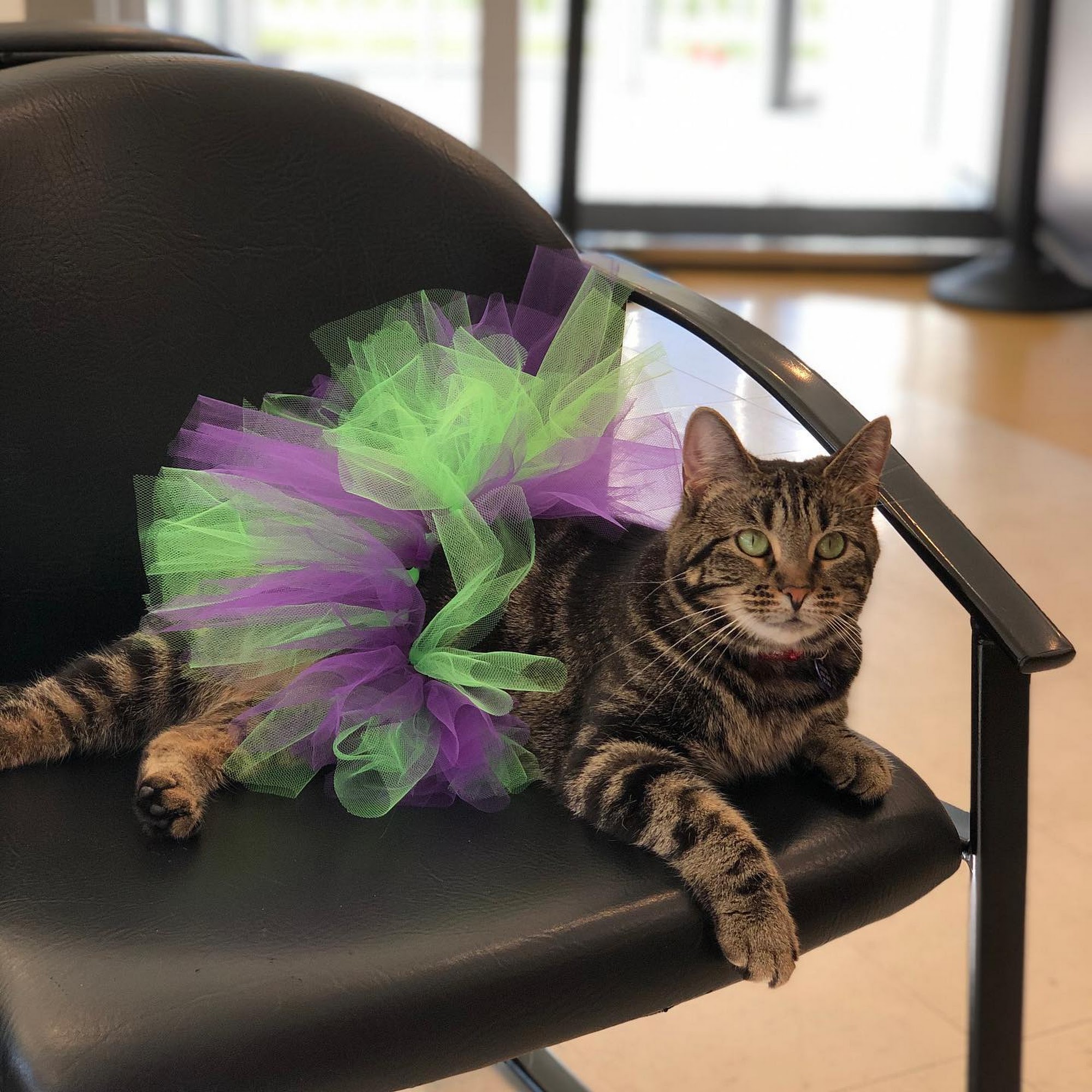 Animal Aid Clinic South Elkhart