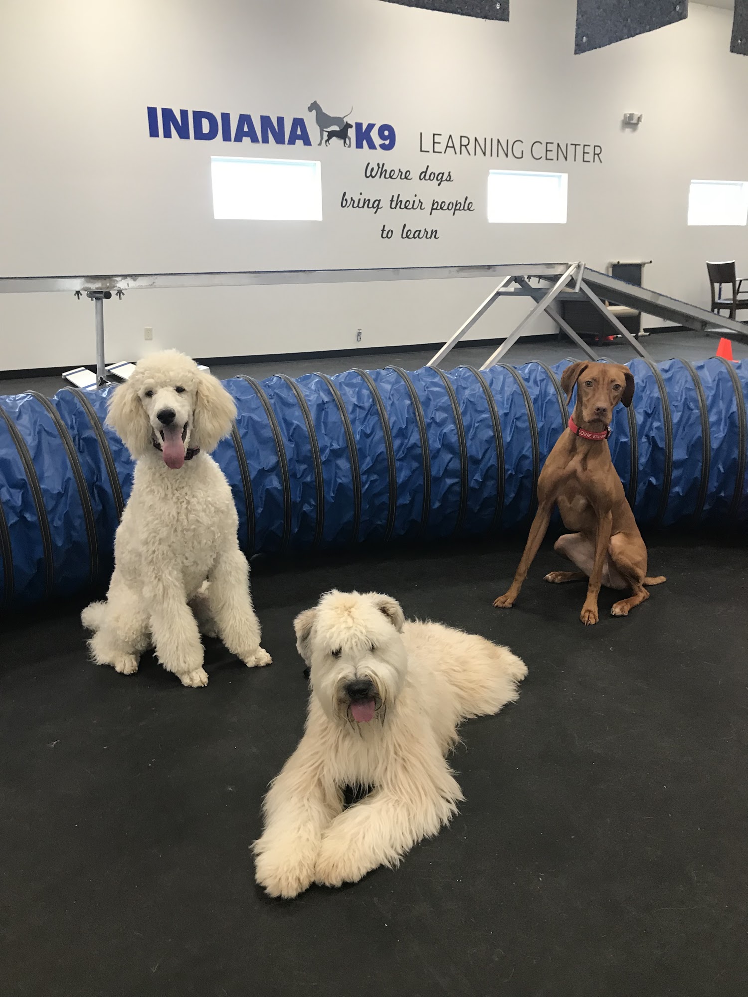 Top Notch Service Dogs and Dog Training LLC Elkhart