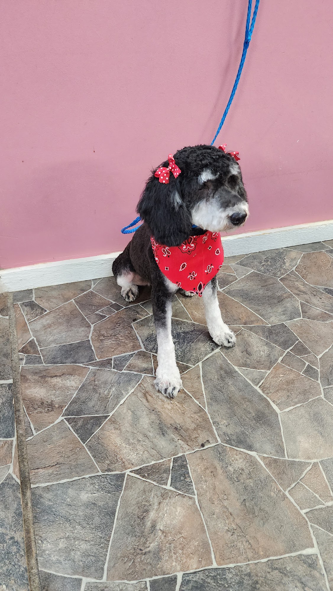 Happy Tails Elkhart Elkhart