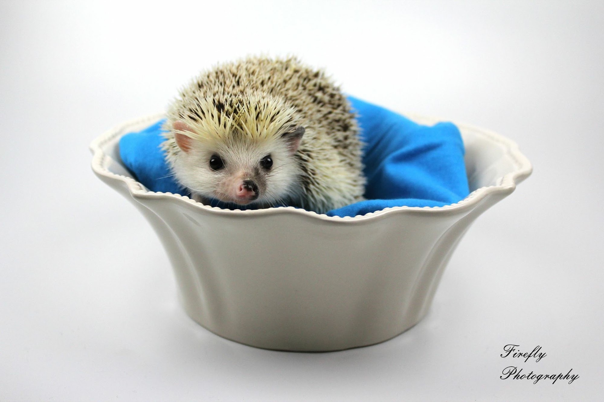 Northern Indiana Hedgehogs & Exotics - Hedgehog Breeder in Indiana, Hedgehogs For Sale Indiana Elkhart