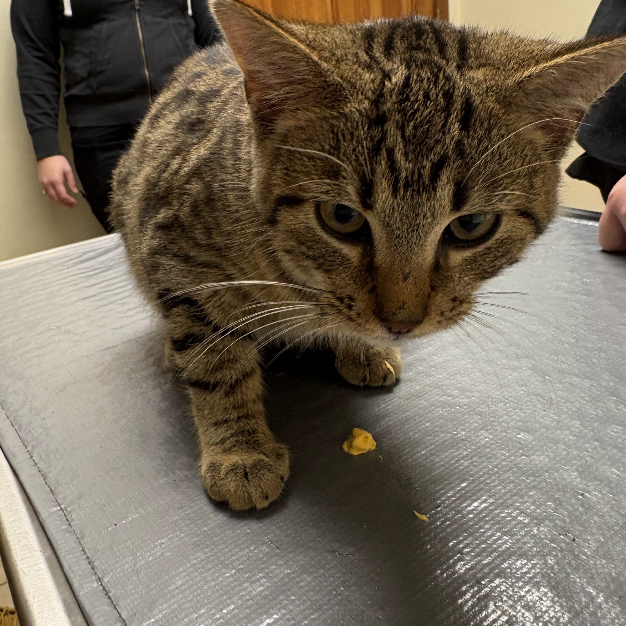 Elwood Animal Hospital Elwood