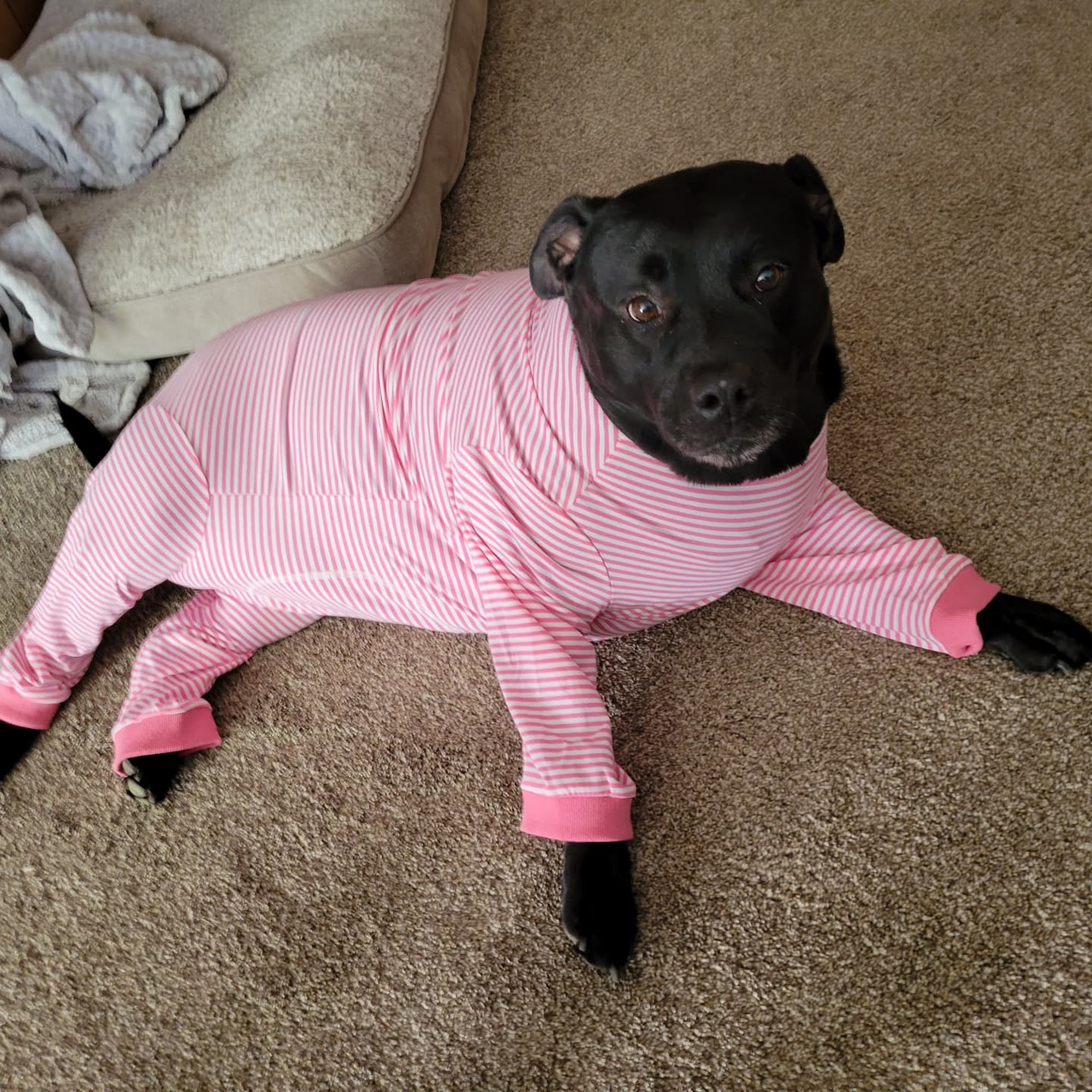 Greenbrier Animal Hospital Evansville