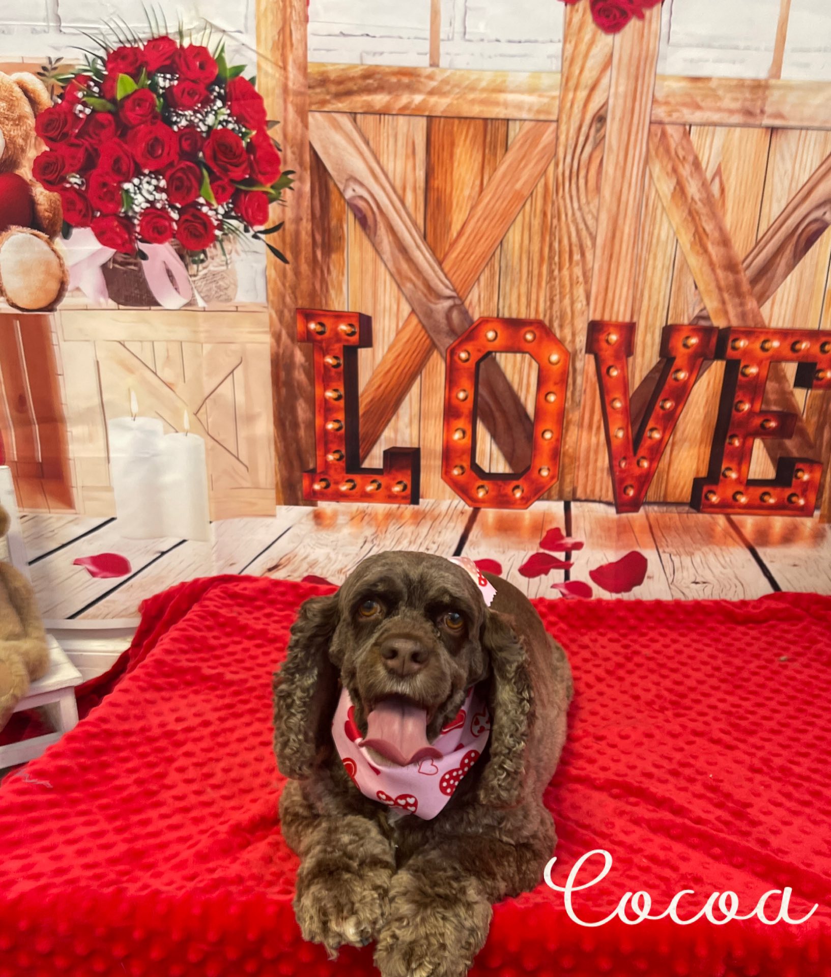 House Of Paws Grooming Salon Evansville